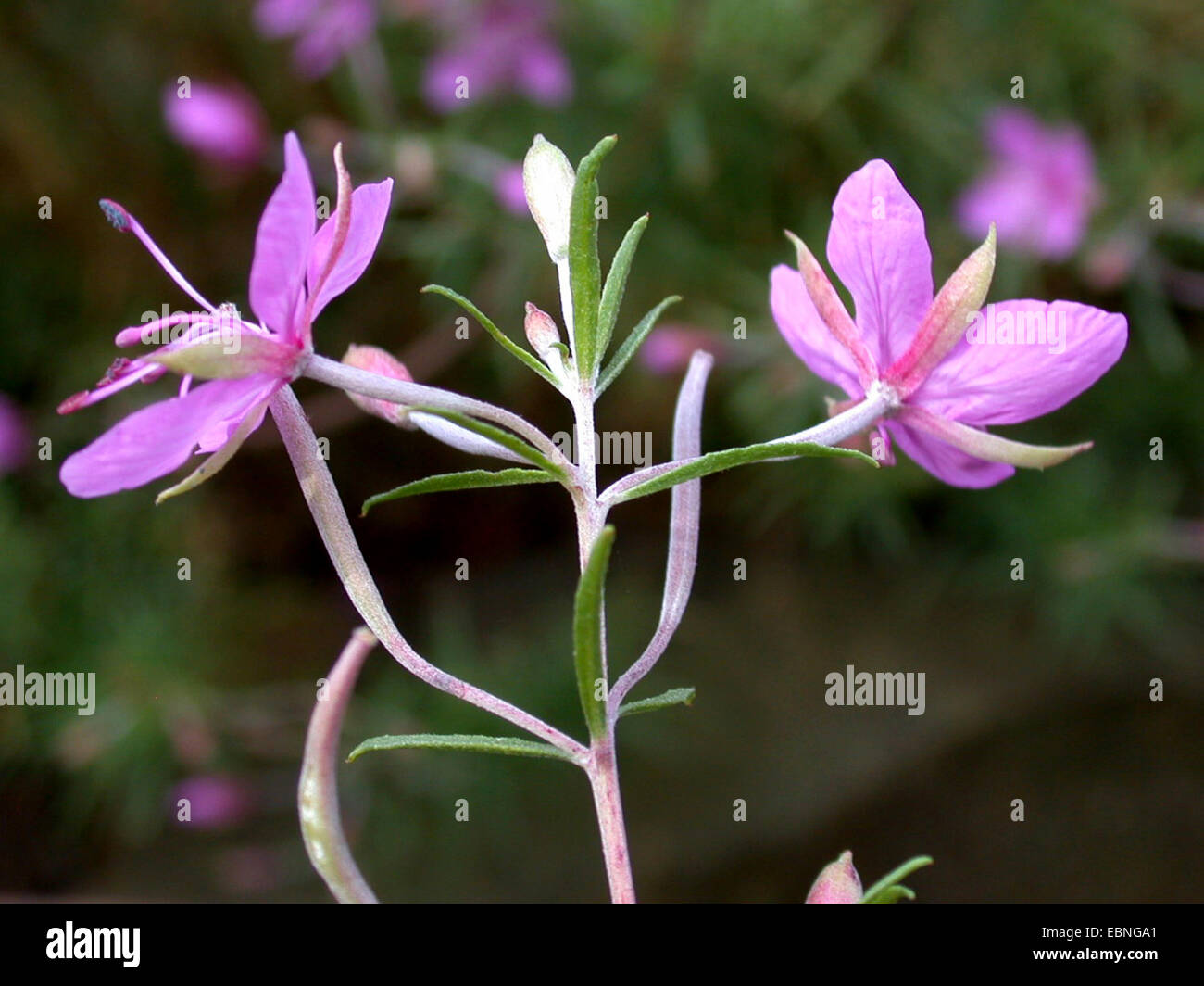 Alpine Willowherb (Epilobium dodonaei), blooming, Germany Stock Photo
