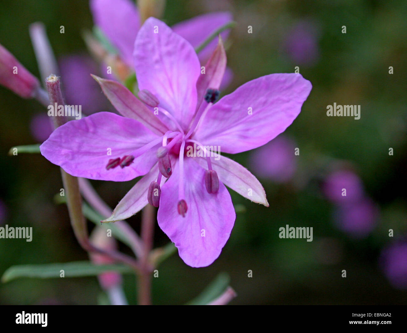 Alpine Willowherb (Epilobium dodonaei), flower, Germany Stock Photo