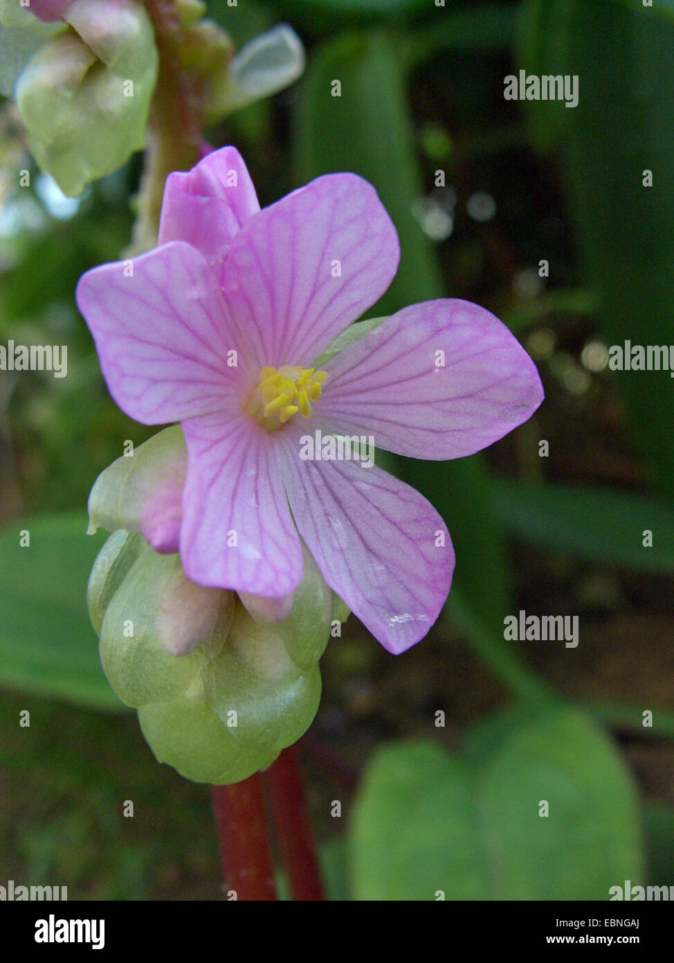 Monolena (Monolena primuliflora, Bertolonia primuliflora), flower Stock Photo