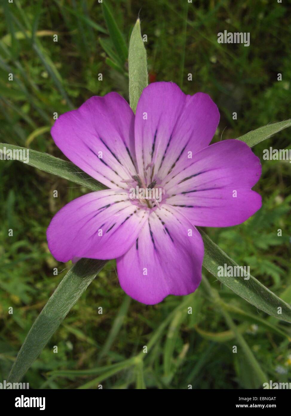 common corncockle (Agrostemma githago), flower, Germany Stock Photo