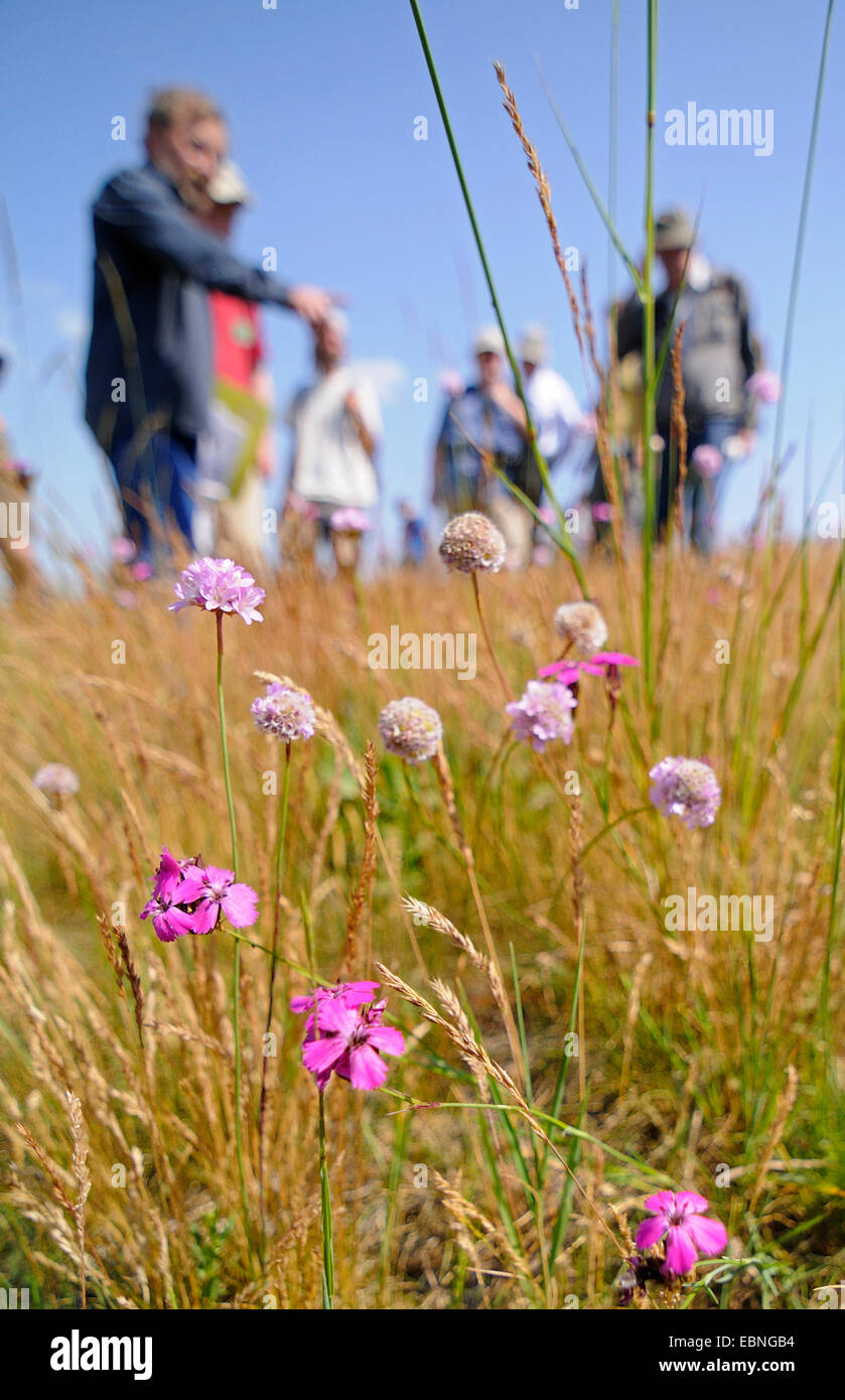Carthusian pink, Clusterhead pink (Dianthus carthusianorum), botanical excursion on dry grassland with Carthzsian pink and Sand sea thrift, Germany, Brandenburg, Seelower Hoehen Stock Photo