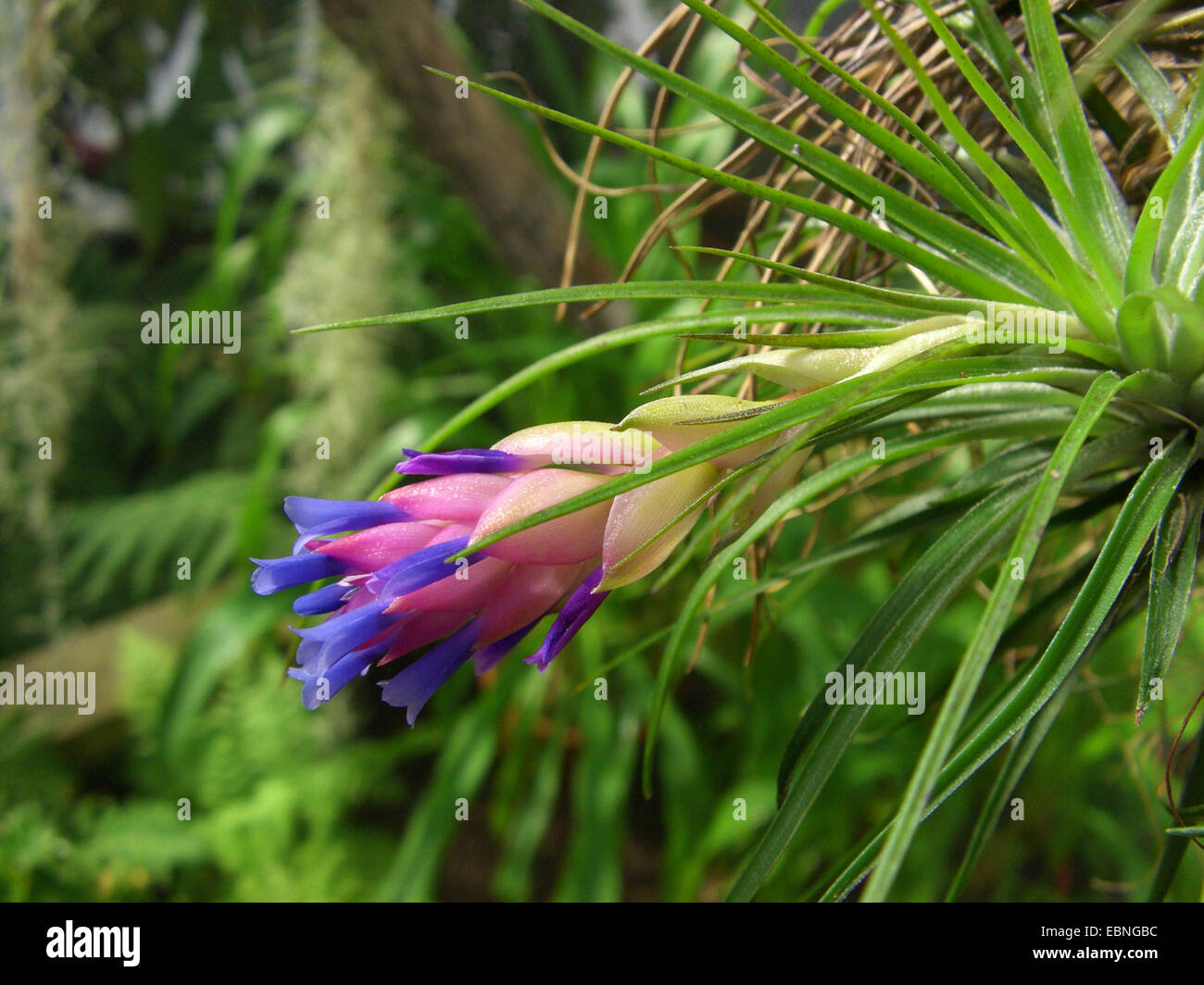 Tillandsia (Tillandsia stricta), blooming Stock Photo