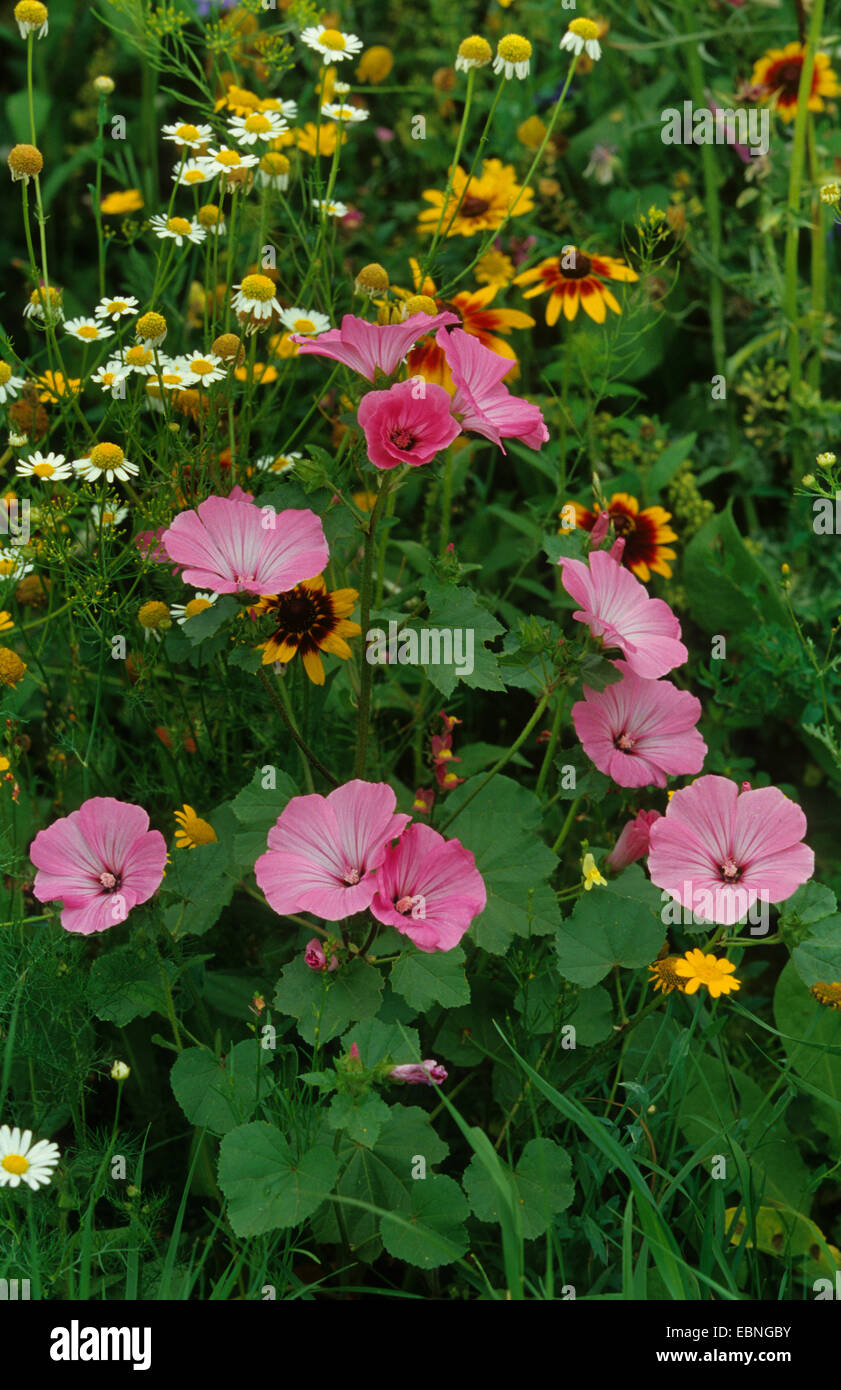 royal mallow (Lavatera trimestris), Flower meadow in summer Stock Photo