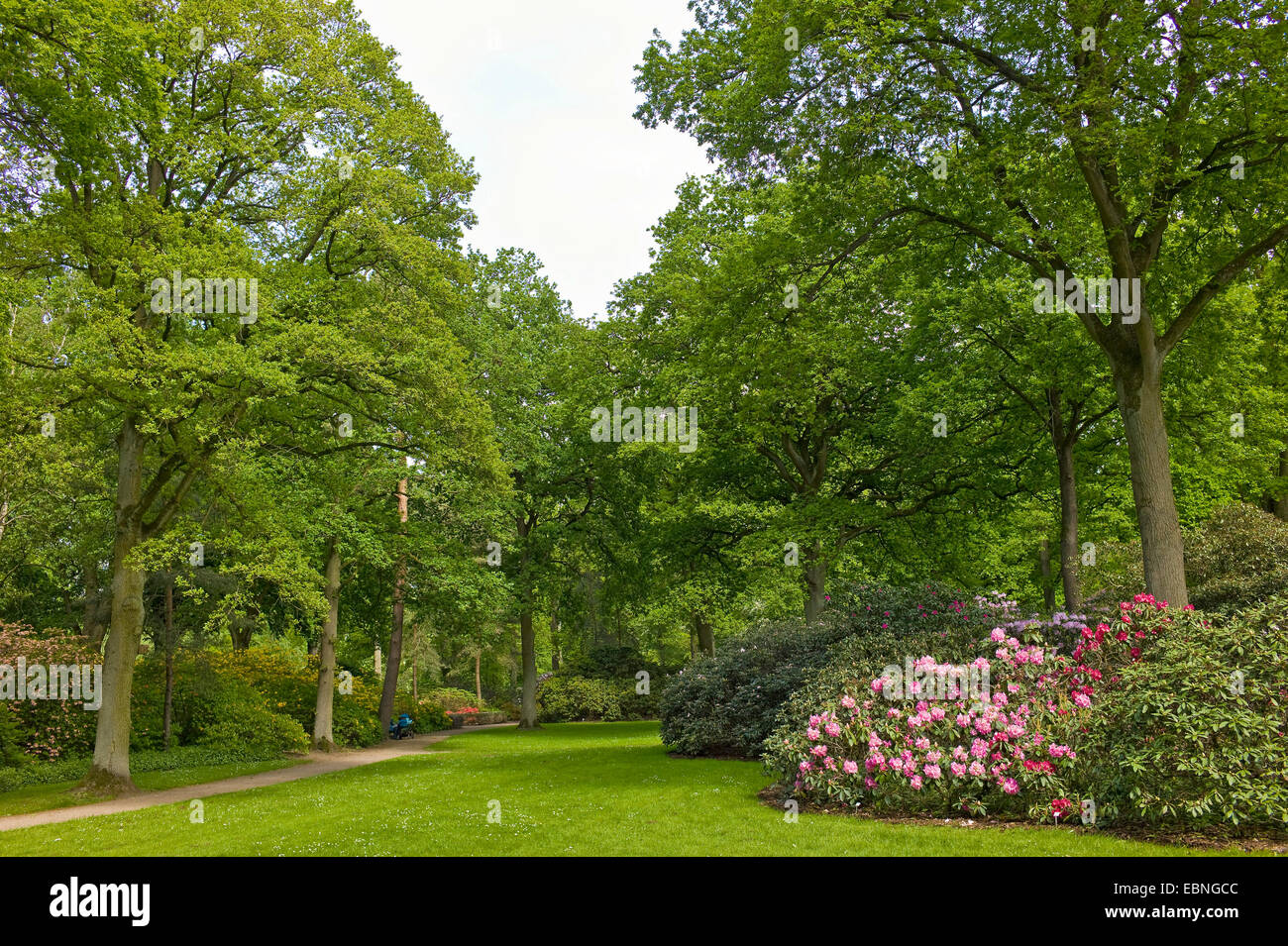 In The Rhododendron Park Germany Bremen Stock Photo 76076572