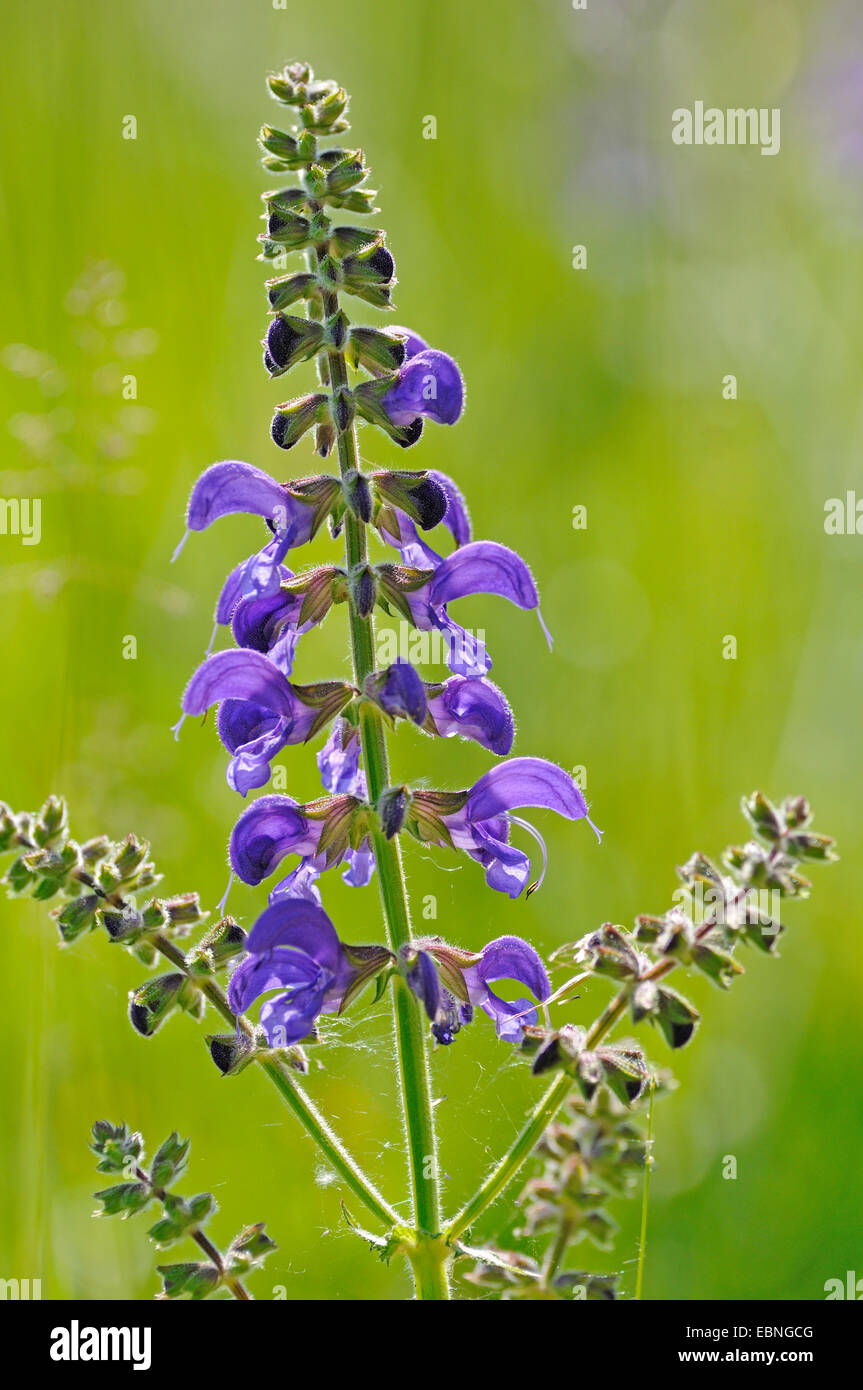 meadow clary, meadow sage (Salvia pratensis), inflorescence, Germany