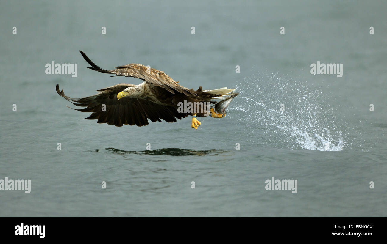 white-tailed sea eagle (Haliaeetus albicilla), in flight in grasping the  prey, Norway Stock Photo