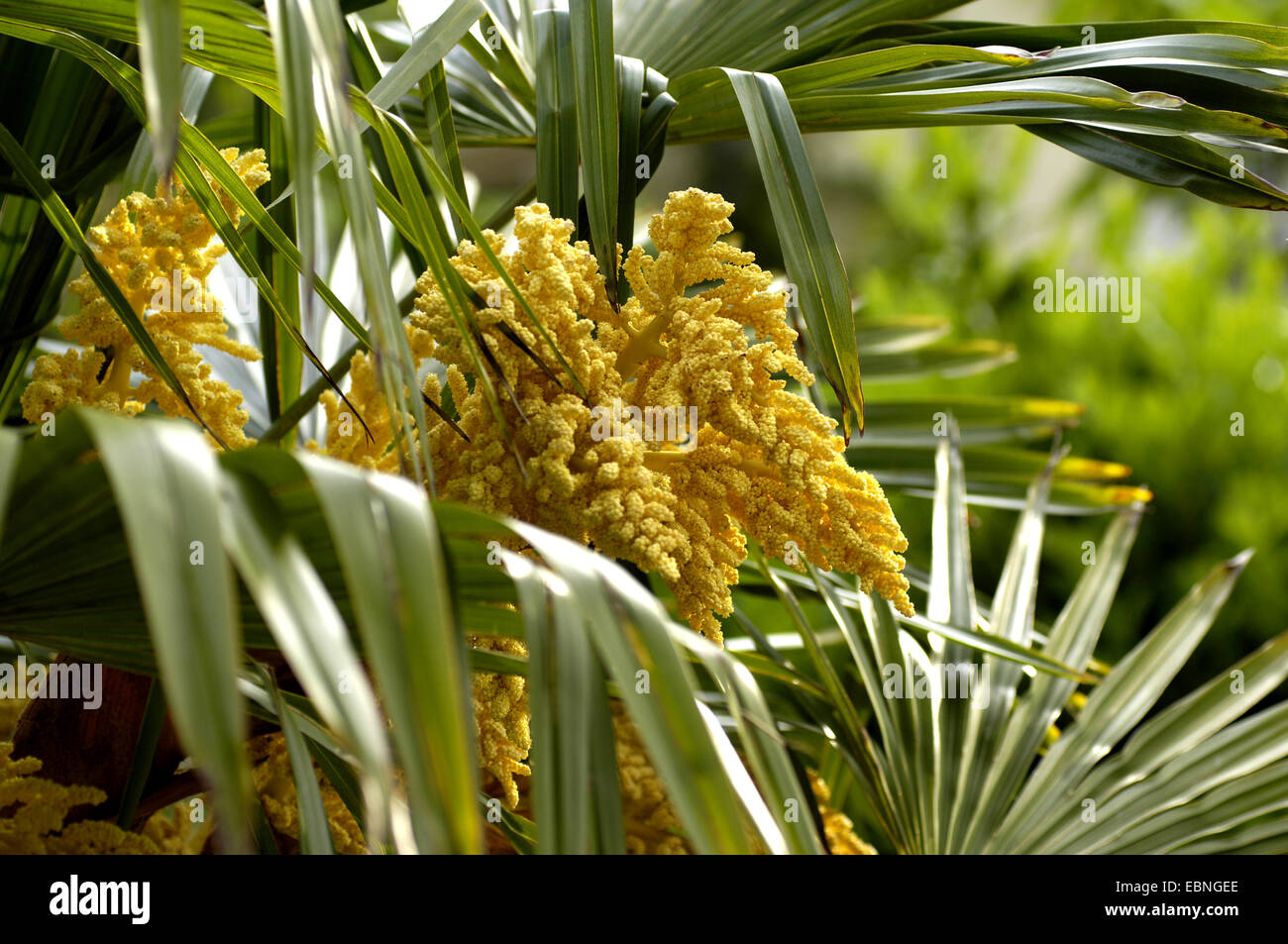 Hemp Palm Trees High Resolution Stock Photography and Images Alamy