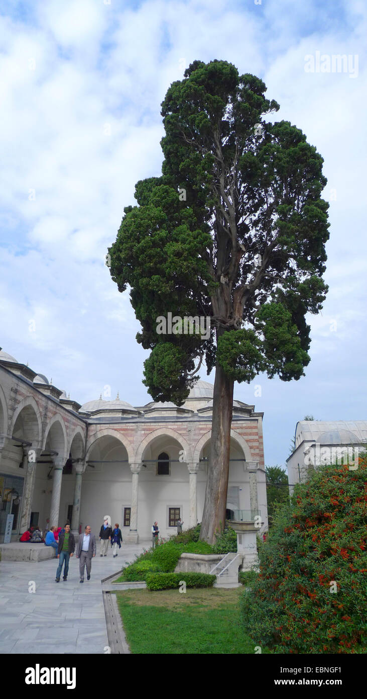 Italian cypress (Cupressus sempervirens), at Topkapi Palace, Turkey, Istanbul Stock Photo