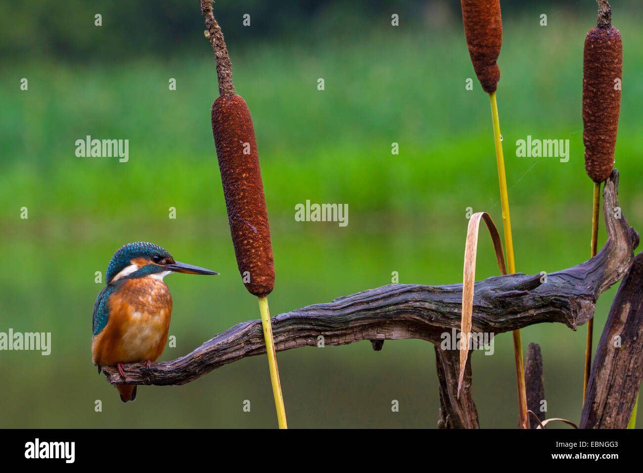 river kingfisher (Alcedo atthis), sitting on its lookout next to bulrushes, Switzerland Stock Photo