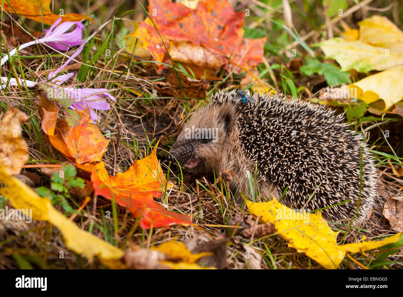 Western hedgehog, European hedgehog (Erinaceus europaeus), young hedgehog in food intake in autumn, Switzerland, Sankt Gallen Stock Photo
