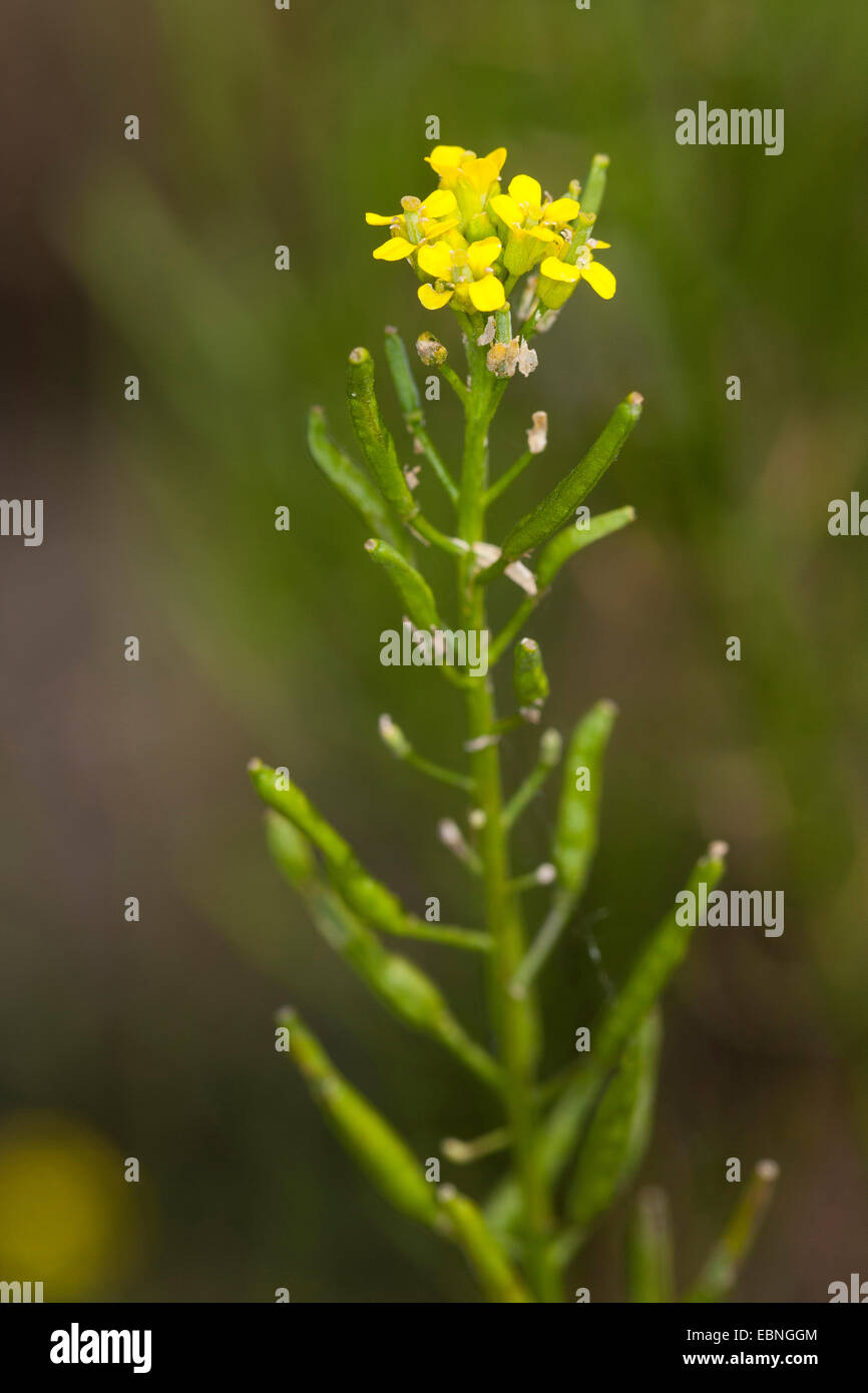 Treacle mustard, Wormseed mustard, Wallflower mustard, Worm-seed mustard (Erysimum cheiranthoides), inflorescence, Germany Stock Photo