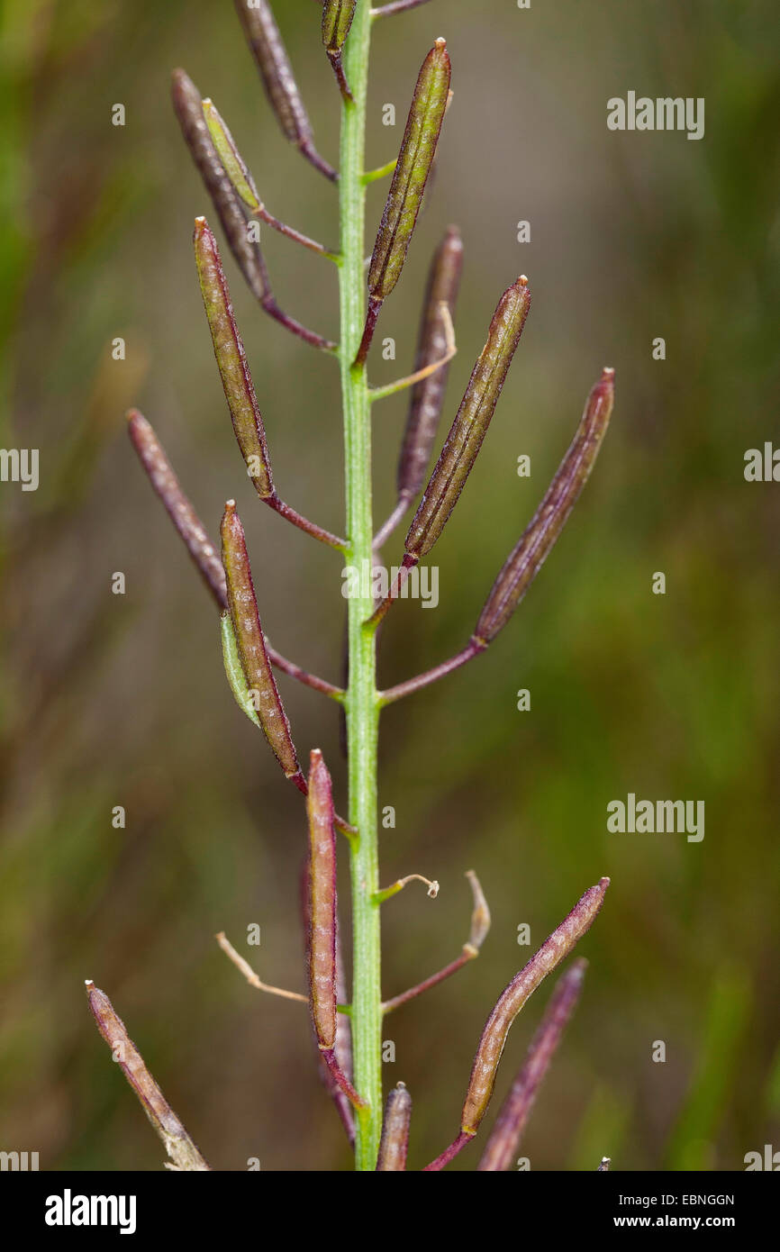 Treacle mustard, Wormseed mustard, Wallflower mustard, Wormseed