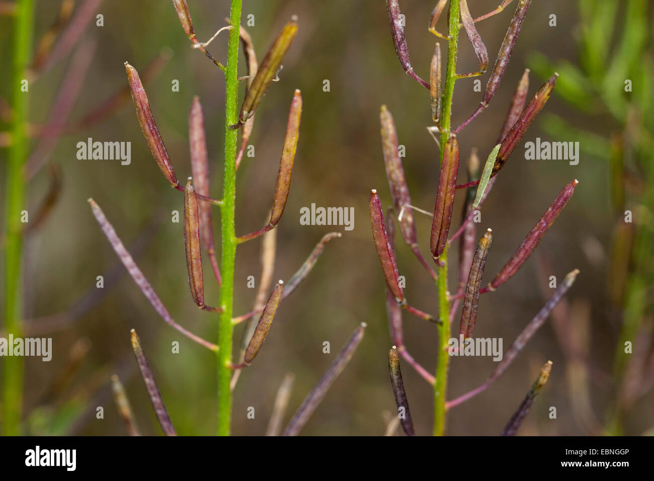 Treacle mustard, Wormseed mustard, Wallflower mustard, Worm-seed mustard (Erysimum cheiranthoides), fruits, Germany Stock Photo