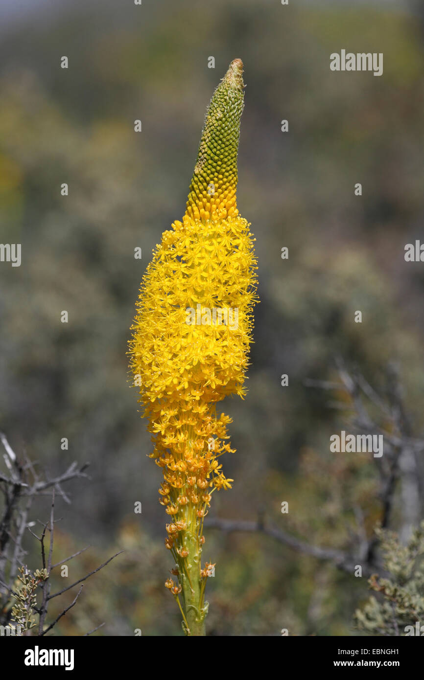 Yellow Cat's Tail  (Bulbinella latifolia), blossom, South Africa, Namaqua National Park Stock Photo