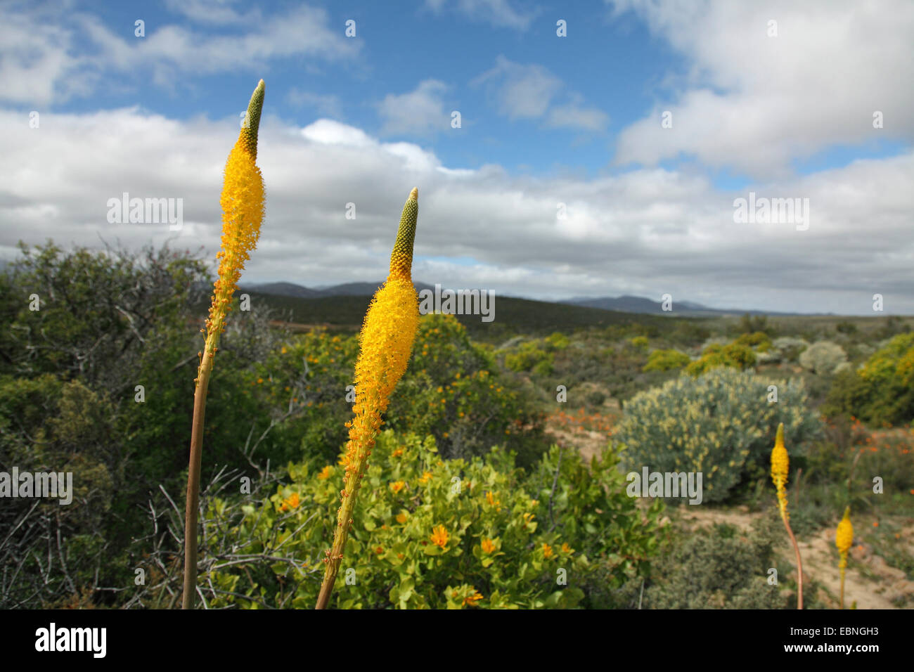 Yellow Cat's Tail  (Bulbinella latifolia), blooming, South Africa, Namaqua National Park Stock Photo