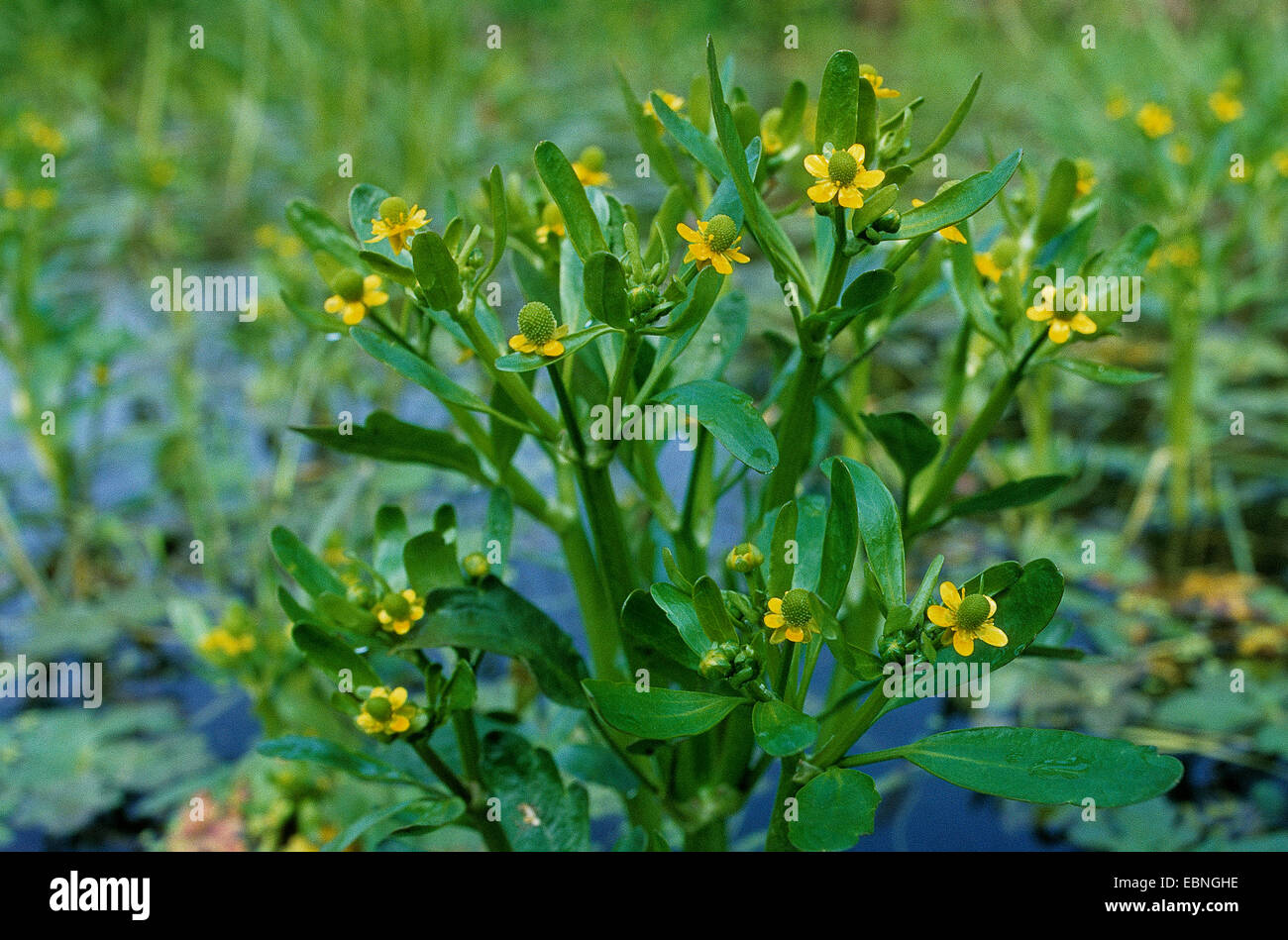 Blister buttercup, Celery-leaved buttercup, Celery-leaved crowfoot, Crowfoot buttercup (Ranunculus sceleratus), blooming, Germany Stock Photo