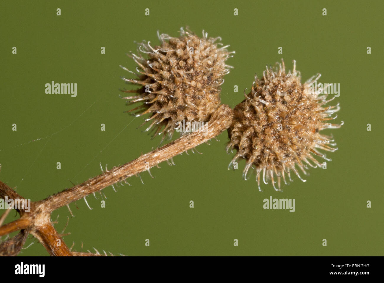 Cleavers, Goosegrass, Catchweed bedstraw (Galium aparine), ripe fruit, Germany Stock Photo