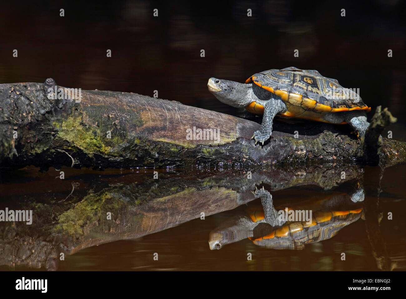 Diamondback terrapin (Malaclemys terrapin), sits on a piece of wood, that lies in the water, mirror image, USA, Florida Stock Photo