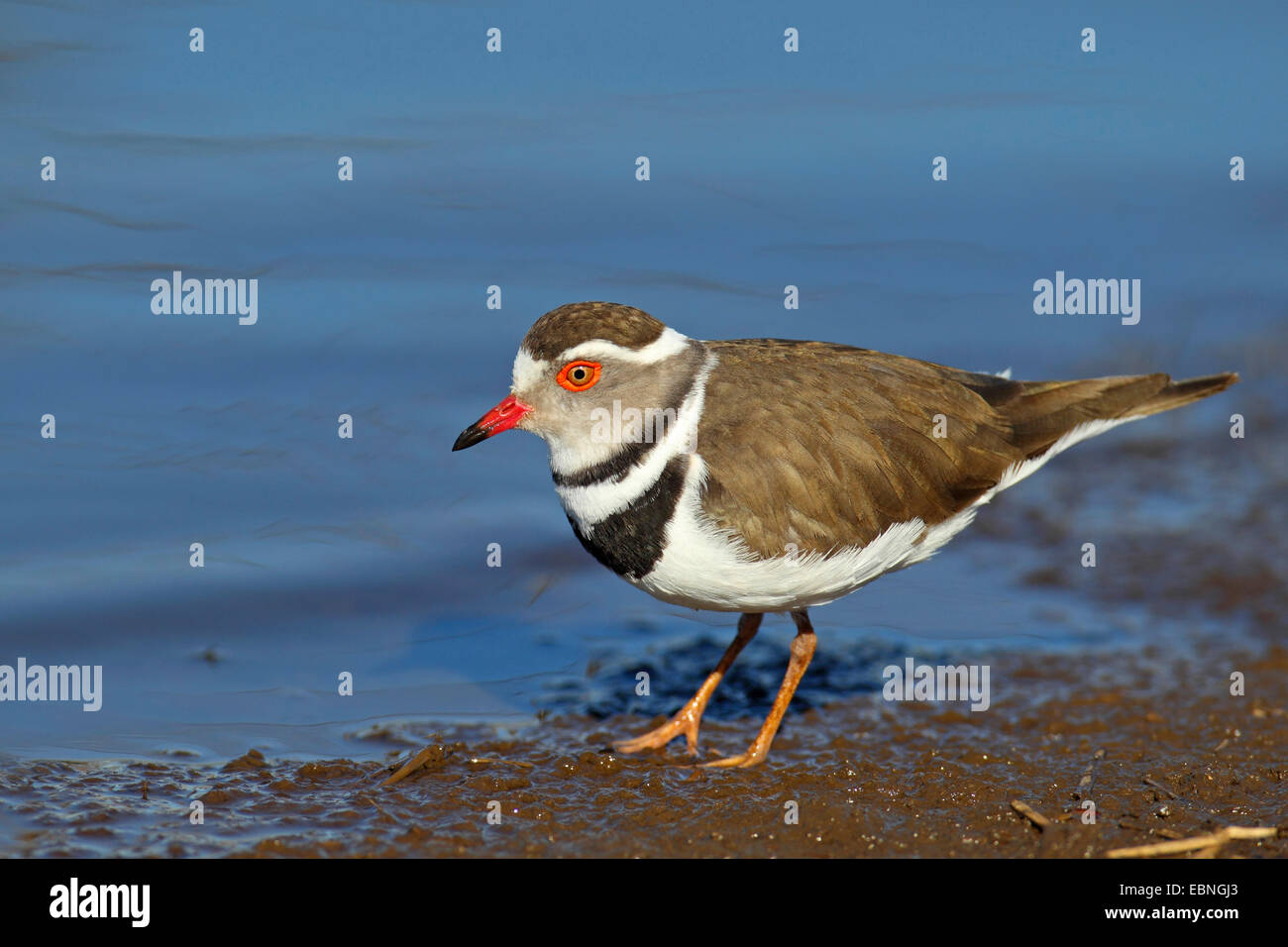 three-banded plover (Charadrius tricollaris), standing on the lakeshore, South Africa, Kruger National Park Stock Photo