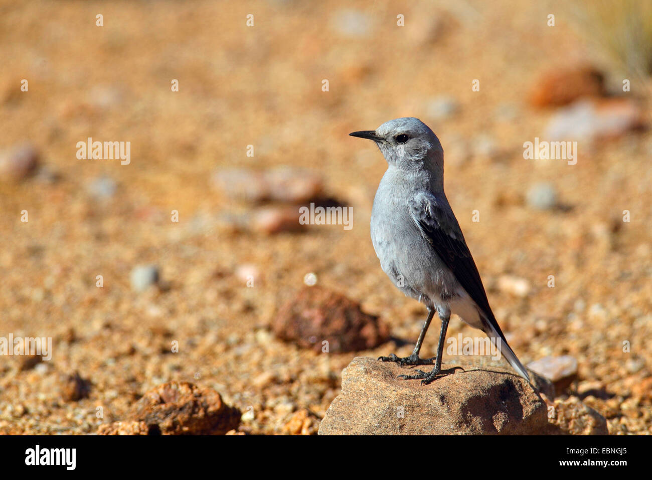 mountain wheatear (Oenanthe monticola), male of the grey form stands on a stone, South Africa, Augrabies Falls National Park Stock Photo