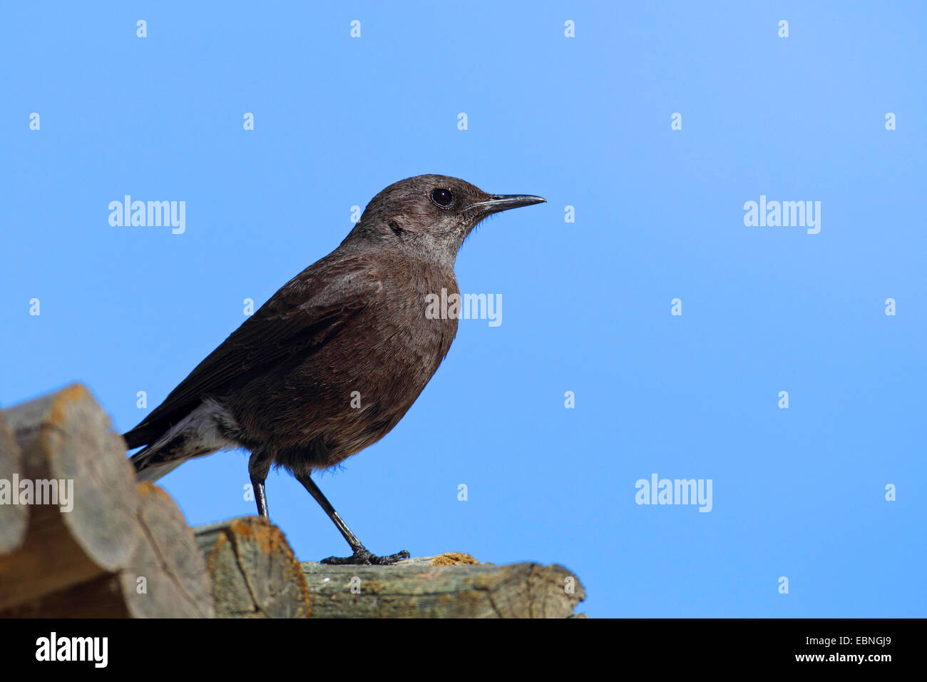 mountain wheatear (Oenanthe monticola), female sitting on a wooden stake, South Africa, Northern Cape Stock Photo