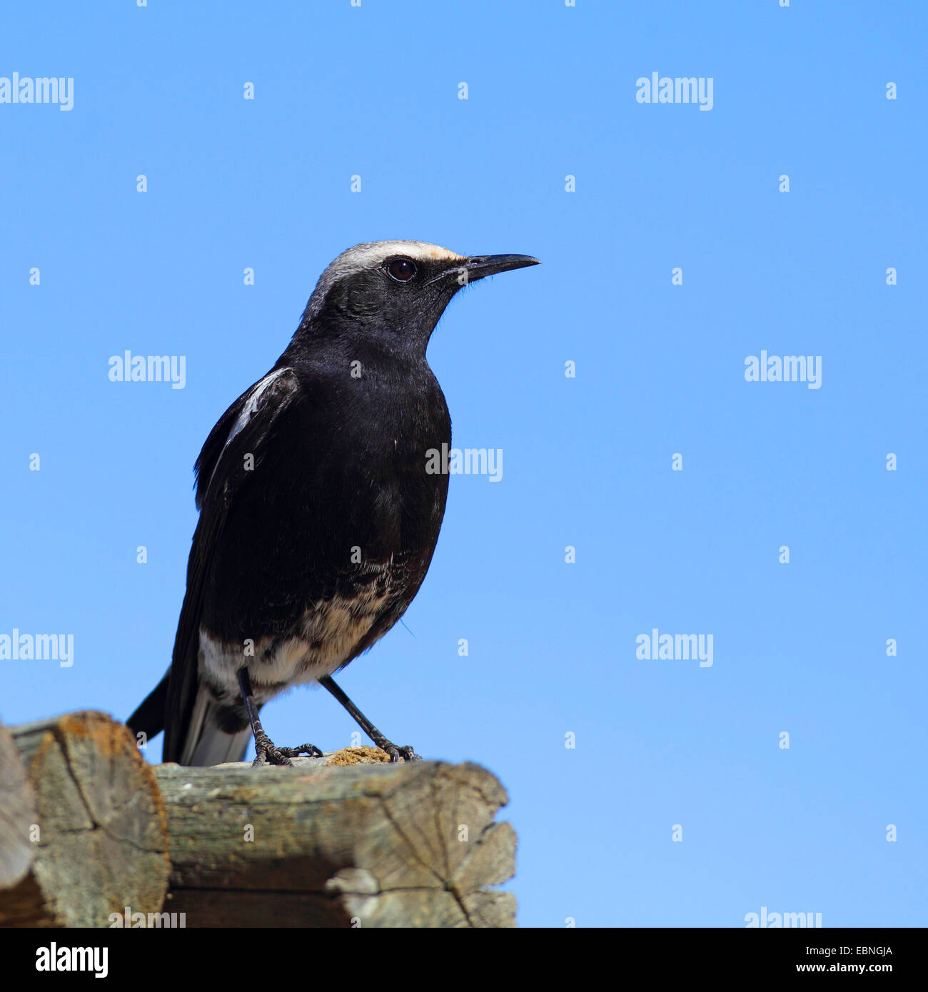 mountain wheatear (Oenanthe monticola), male sitting on a wooden stake, South Africa, Northern Cape Stock Photo