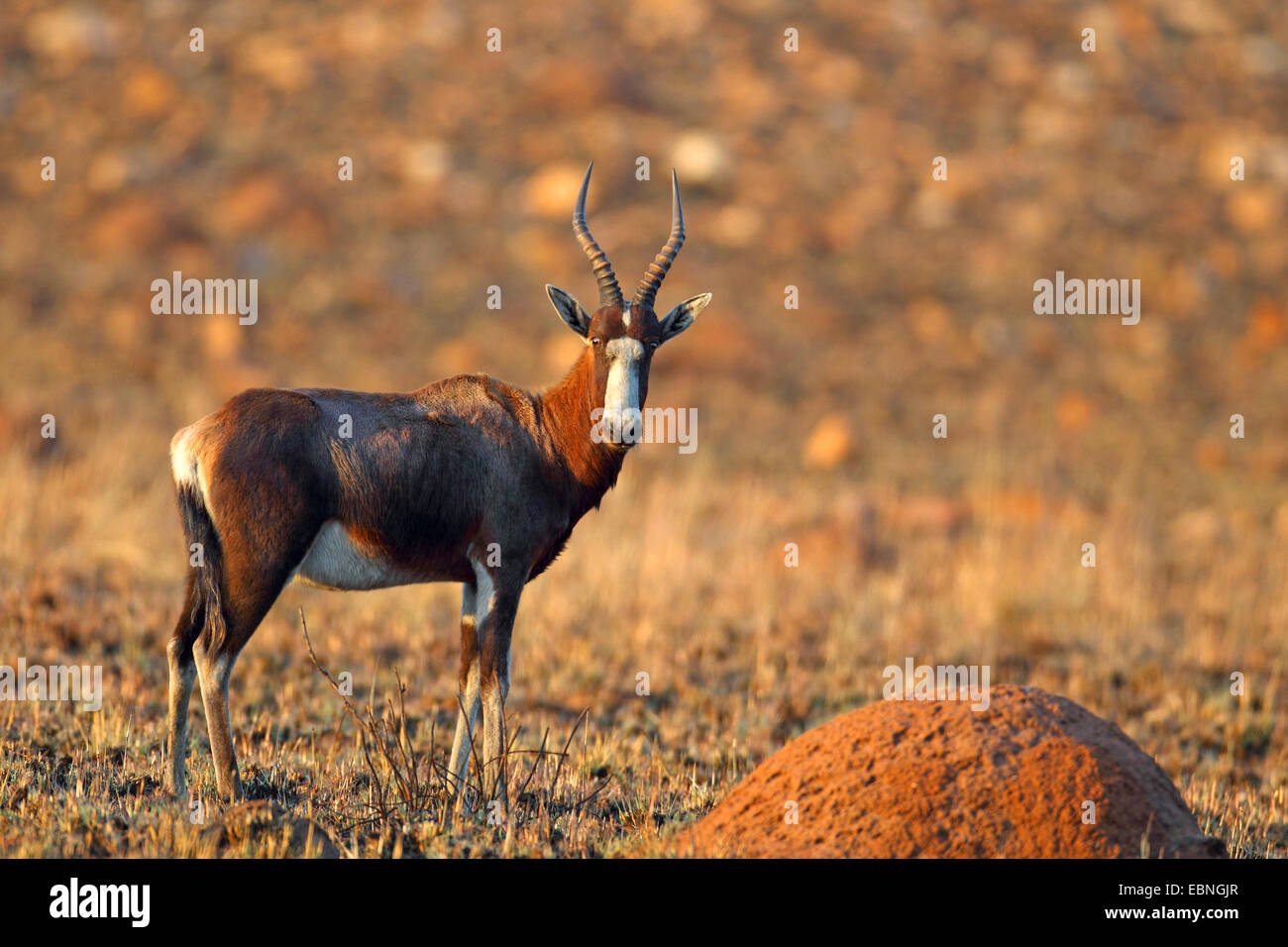 Bontebok, Blesbok (Damaliscus dorcas phillipsi), stands in a veldt, South Africa, North West Stock Photo