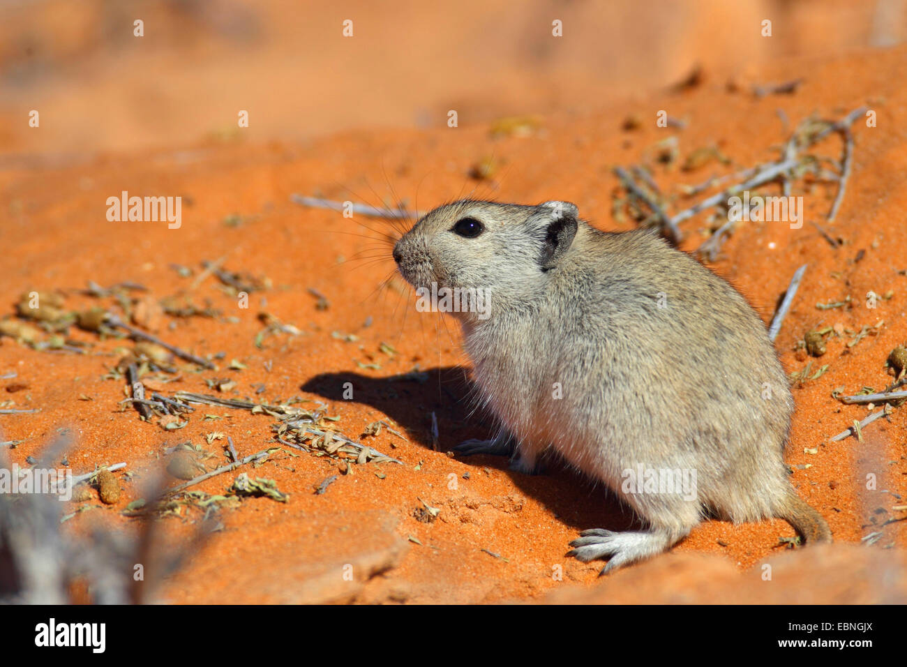 Brant's whistling rat (Parotomys brantsii), whistling rat is sitting in the red sand of the Kalahari, South Africa, Kgalagadi Transfrontier National Park Stock Photo