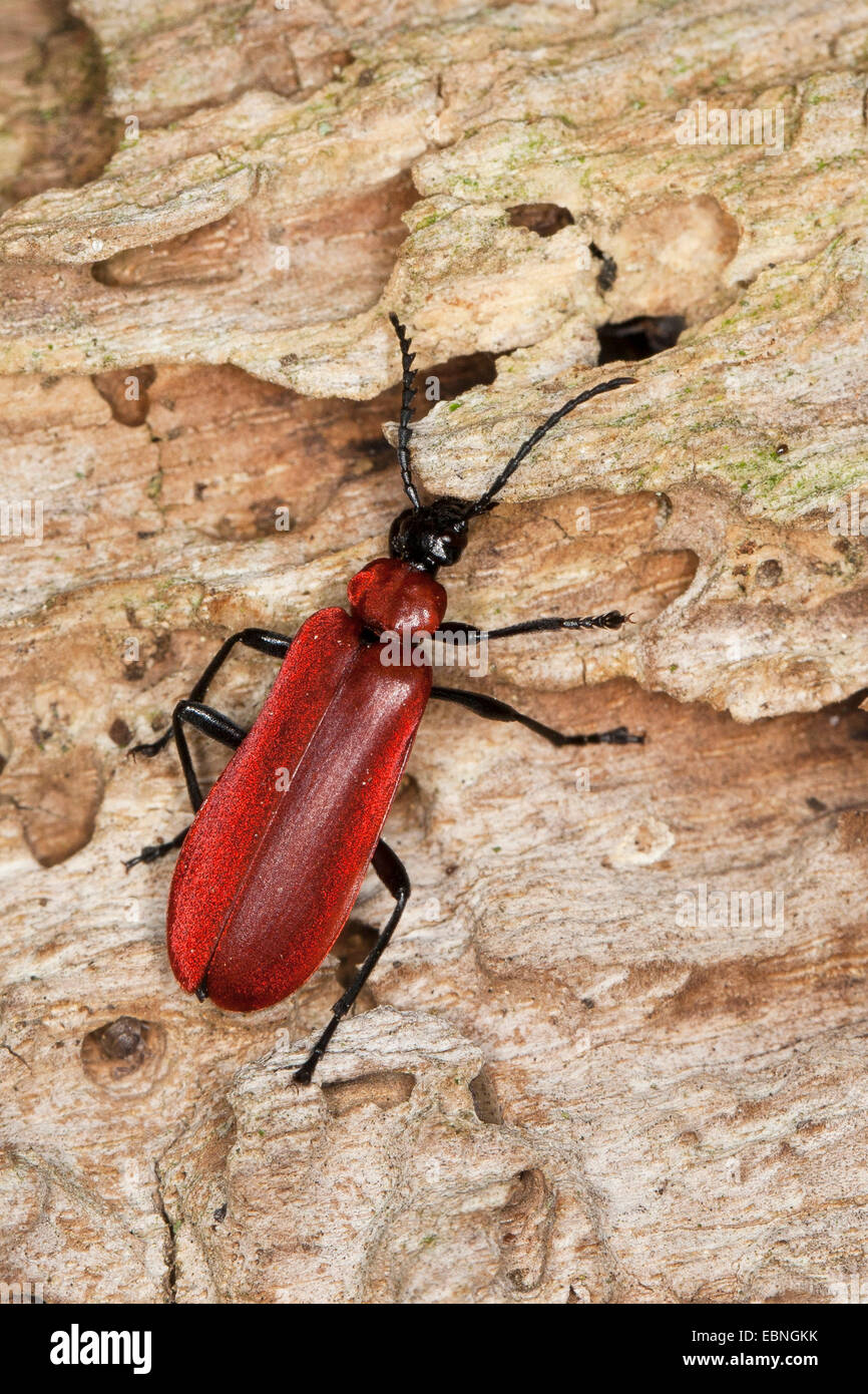Scarlet fire beetle, Cardinal beetle (Pyrochroa coccinea), sitting on ...