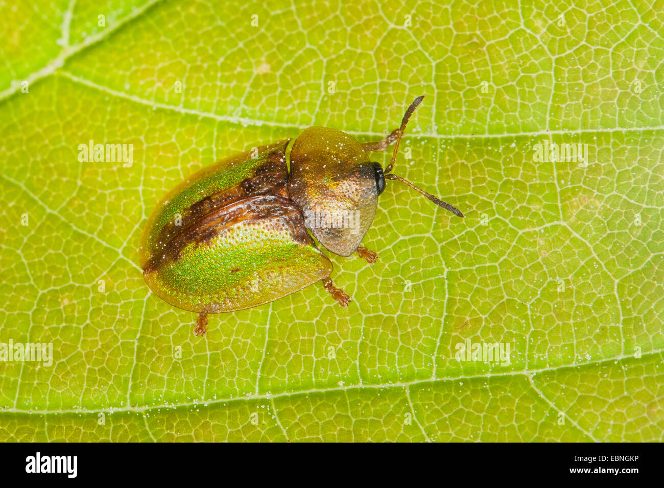 Tortoise beetle, Shield beetle (Cassida vibex oder Cassida bergeali), sitting on a leaf, Germany Stock Photo