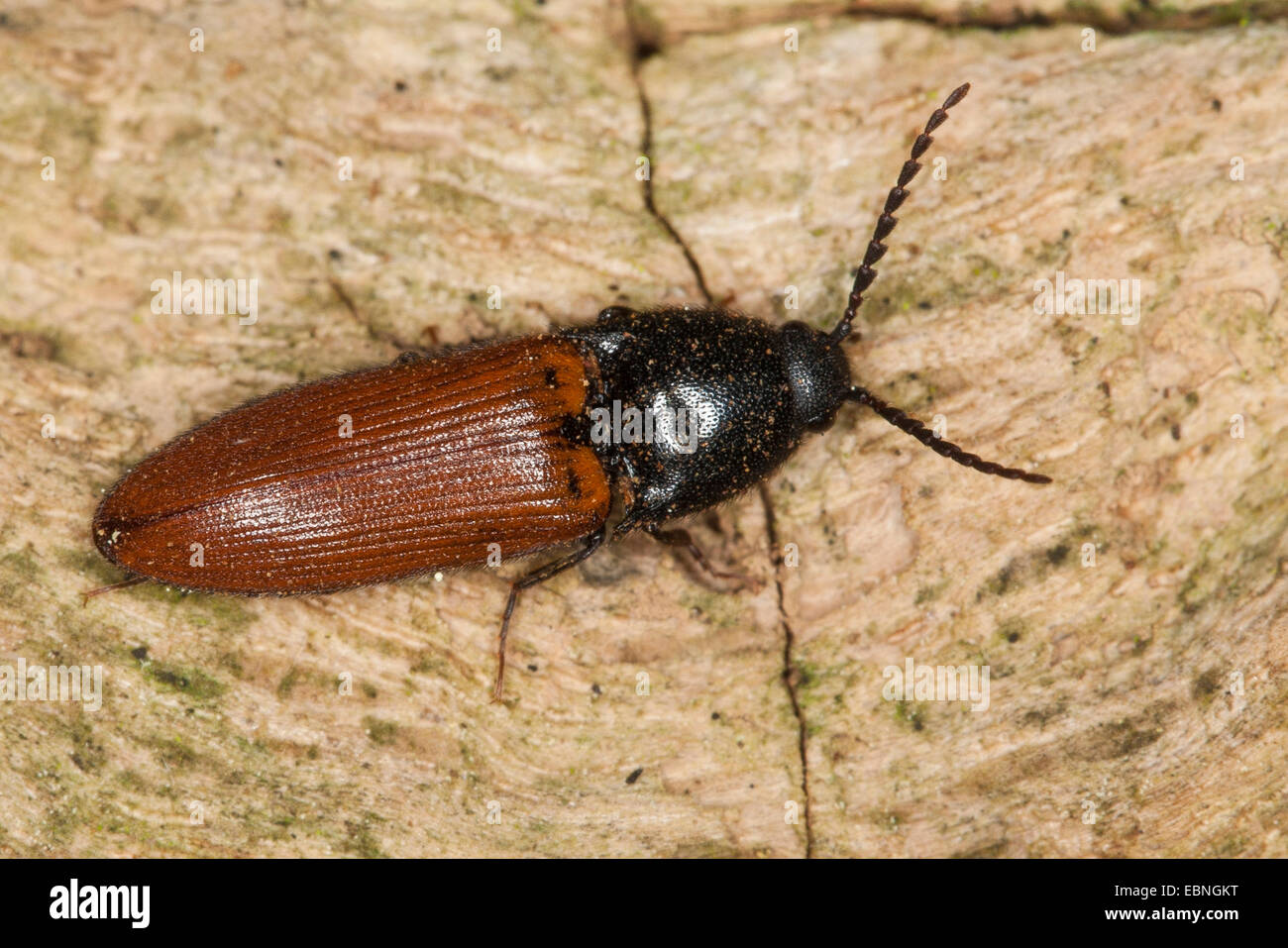 Click beetles (Ampedus pomorum), sitting on bark, Germany Stock Photo