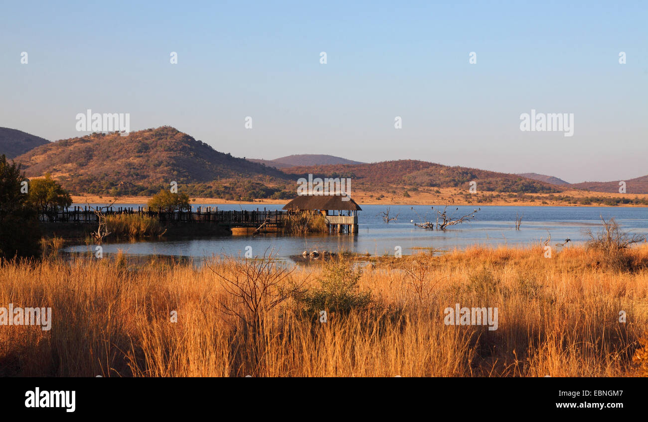 hide at Mankwe lake in the evening, South Africa, Pilanesberg National Park Stock Photo