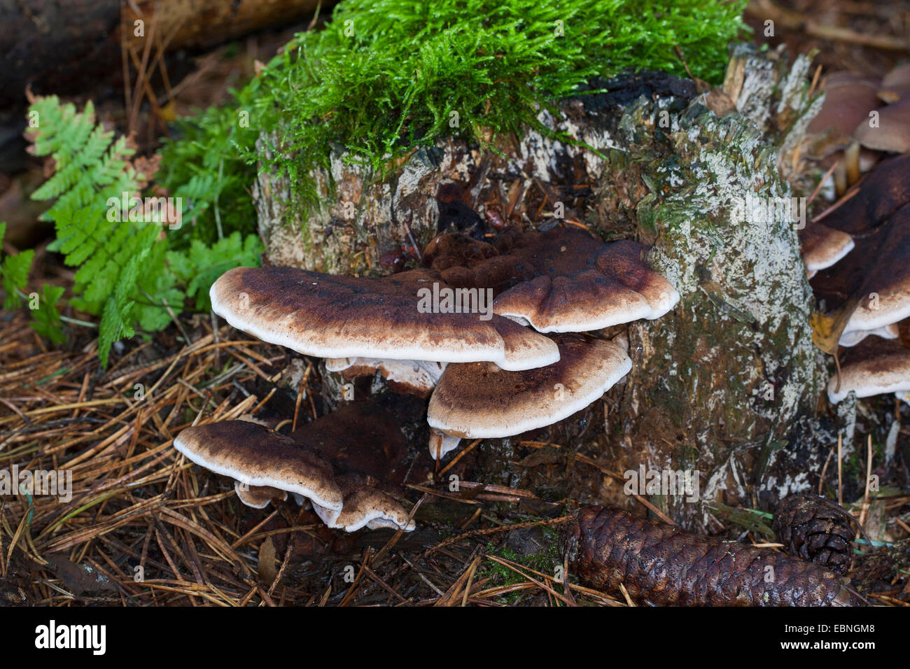 benzoin bracket (Ischnoderma benzoinum, Lasiochlaena benzoina), on a tree snag, Germany Stock Photo