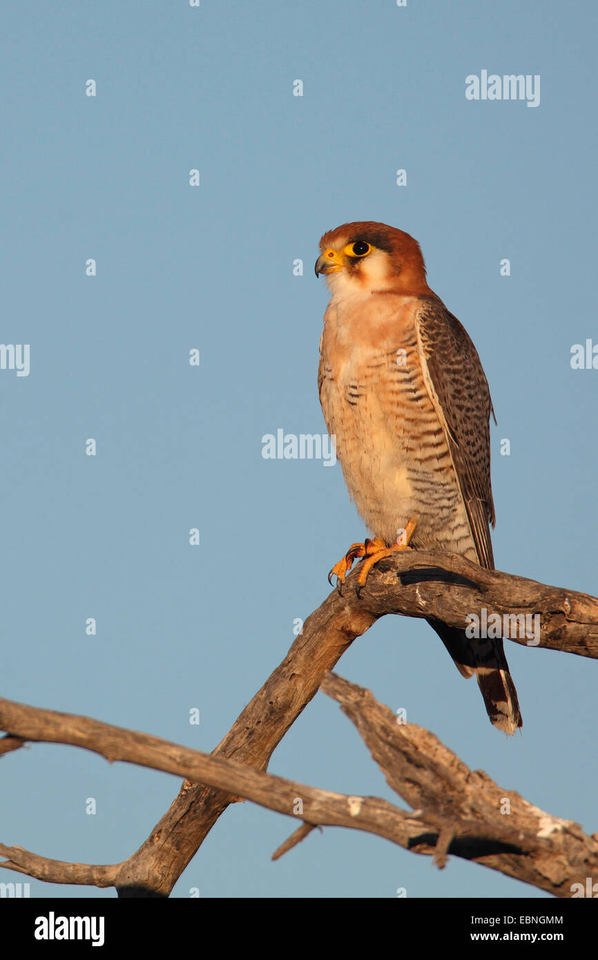 Red-headed falcon (Falco chicquera), sits on a dead tree, South Africa, Kgalagadi Transfrontier National Park Stock Photo
