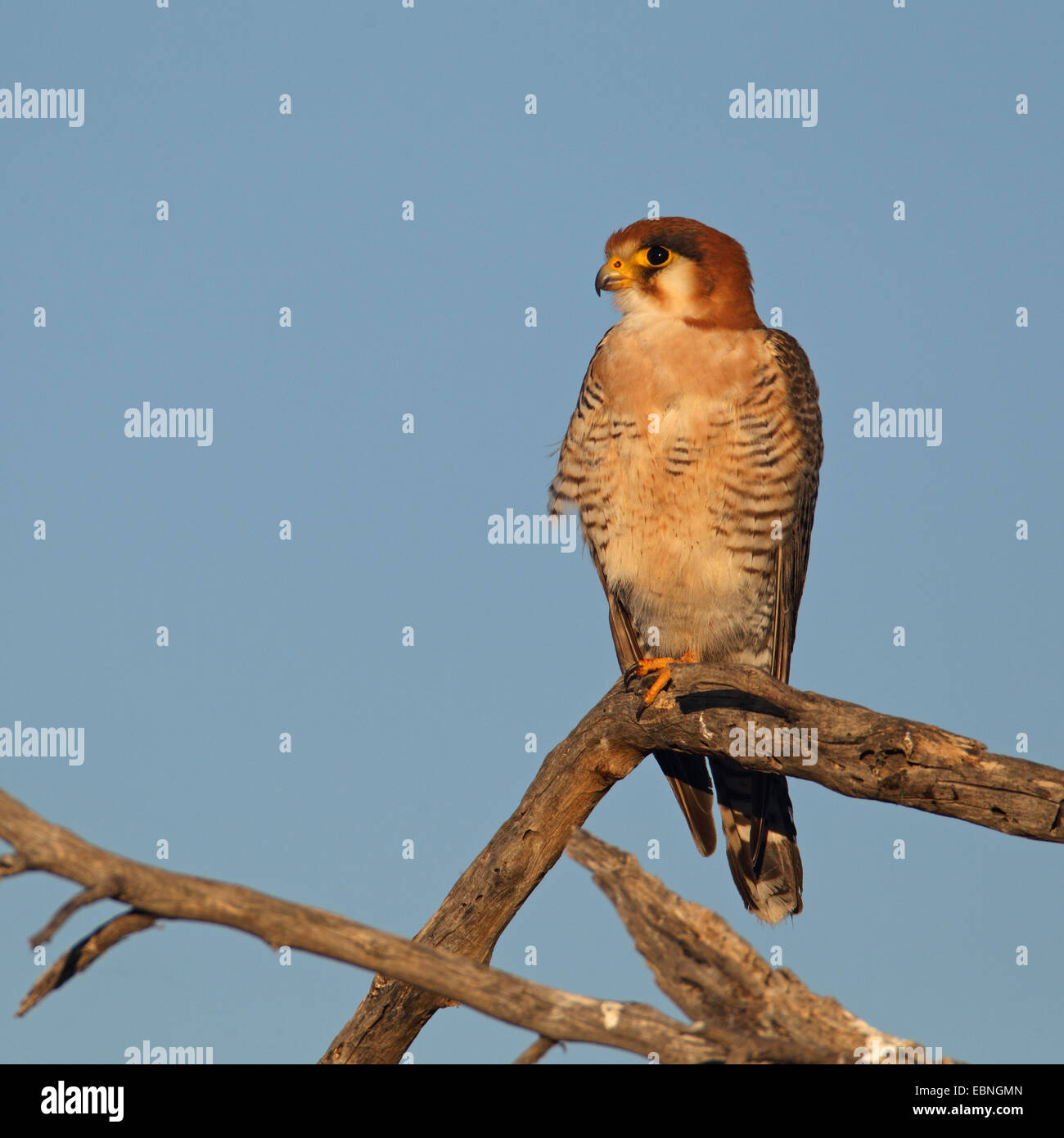 red-headed falcon (Falco chicquera), sits on a dead tree, South Africa, Kgalagadi Transfrontier National Park Stock Photo
