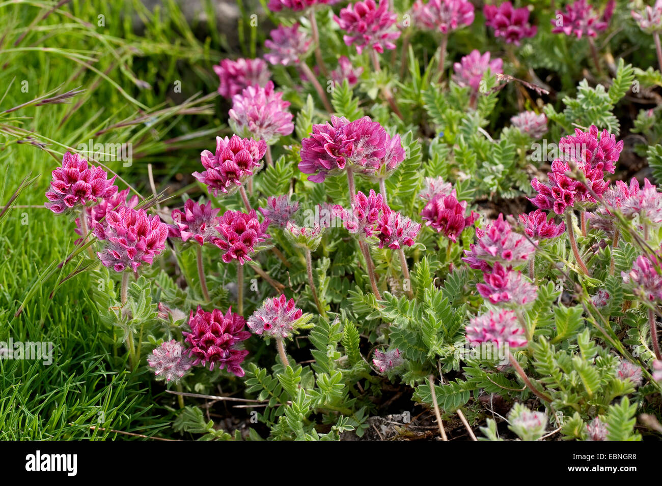 Mountain Kidney Vetch (Anthyllis montana, Vulneraria montana), blooming Stock Photo