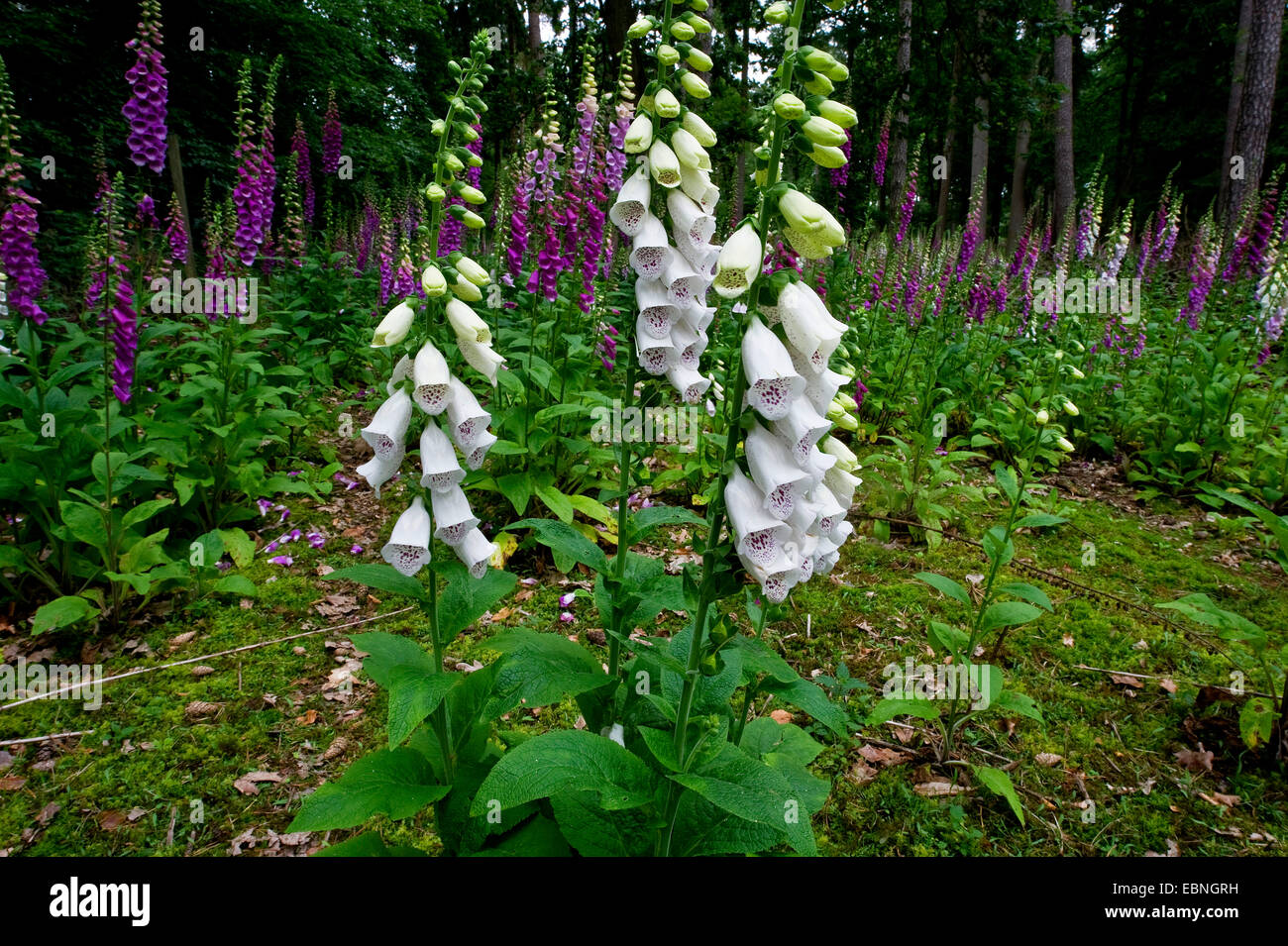 common foxglove, purple foxglove (Digitalis purpurea), foxgloves in