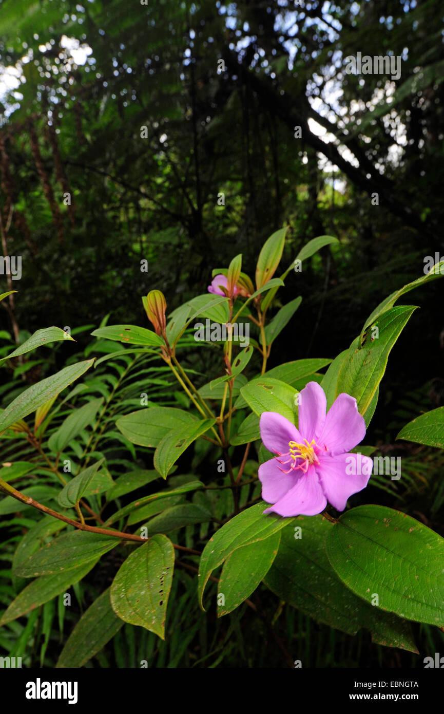 blooming Melastomataceae, Sri Lanka, Sinharaja Forest National Park Stock Photo
