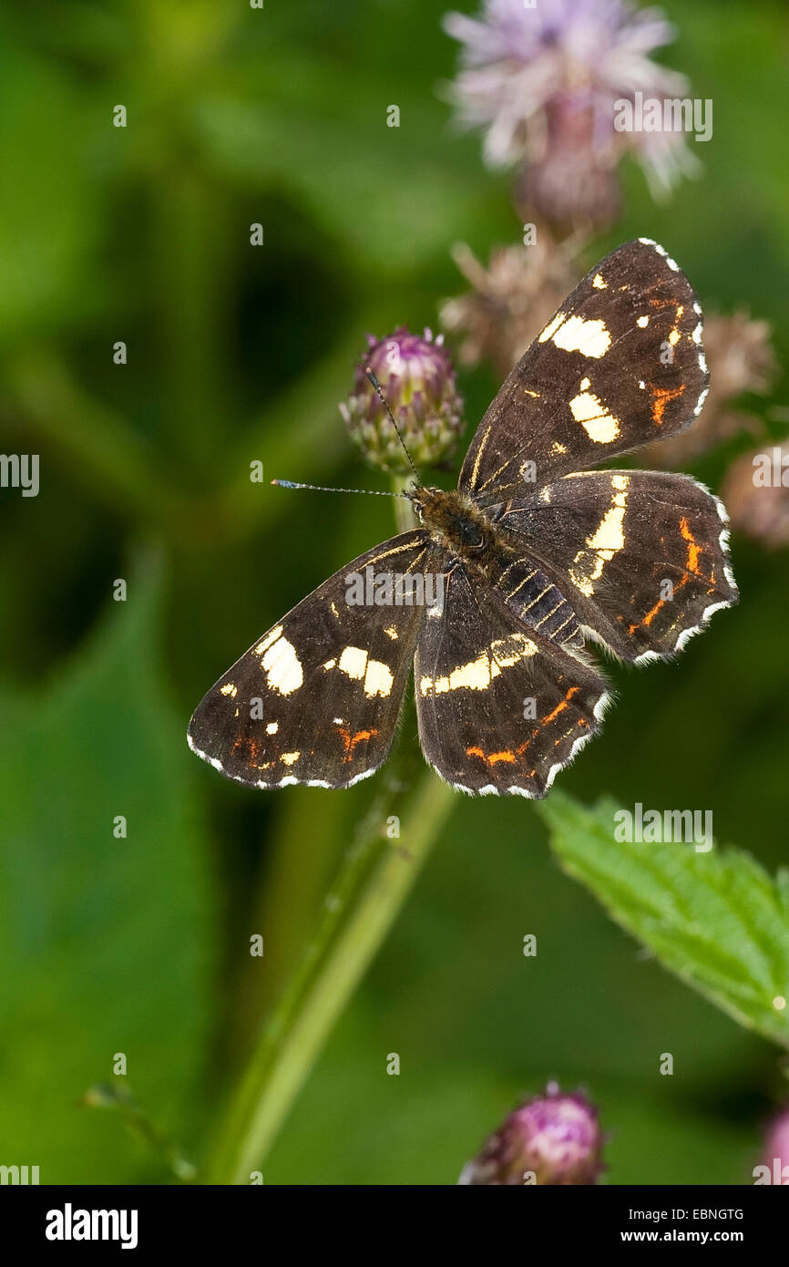 map butterfly, summer form (Araschnia levana f. prorsa), exemplar of the summer generation, Germany Stock Photo
