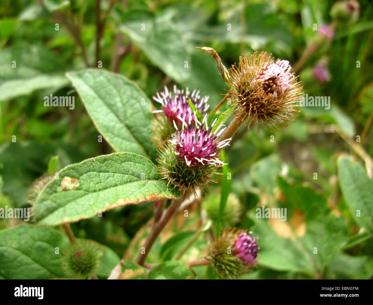common burdock, lesser burdock (Arctium minus), blooming and fruiting, Germany Stock Photo