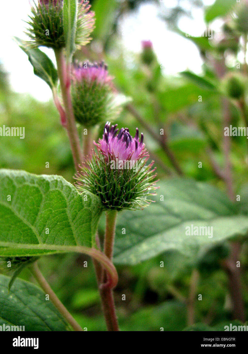 common burdock, lesser burdock (Arctium minus), blooming, Germany Stock Photo