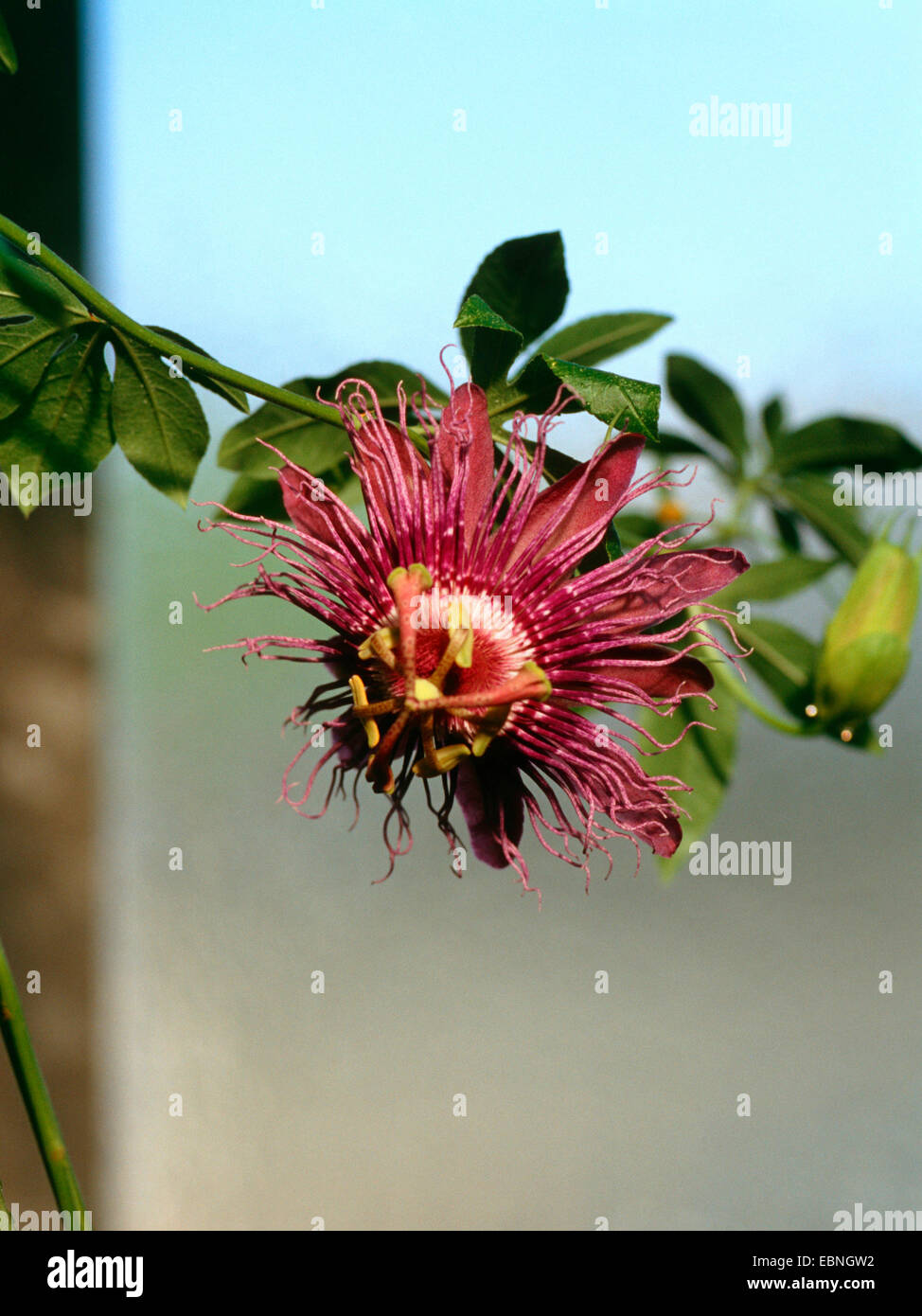passion flower (Passiflora 'Incense', Passiflora Incense, P. incarnata Î cincinnata), flower Stock Photo