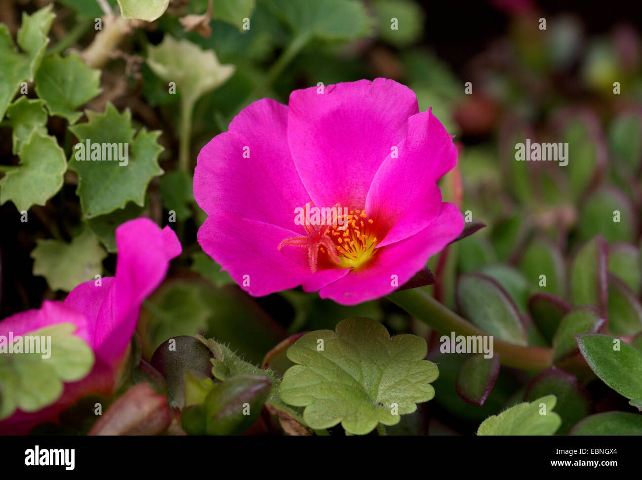 Moss rose, RRose moss, osemossofgarden (Portulaca grandiflora