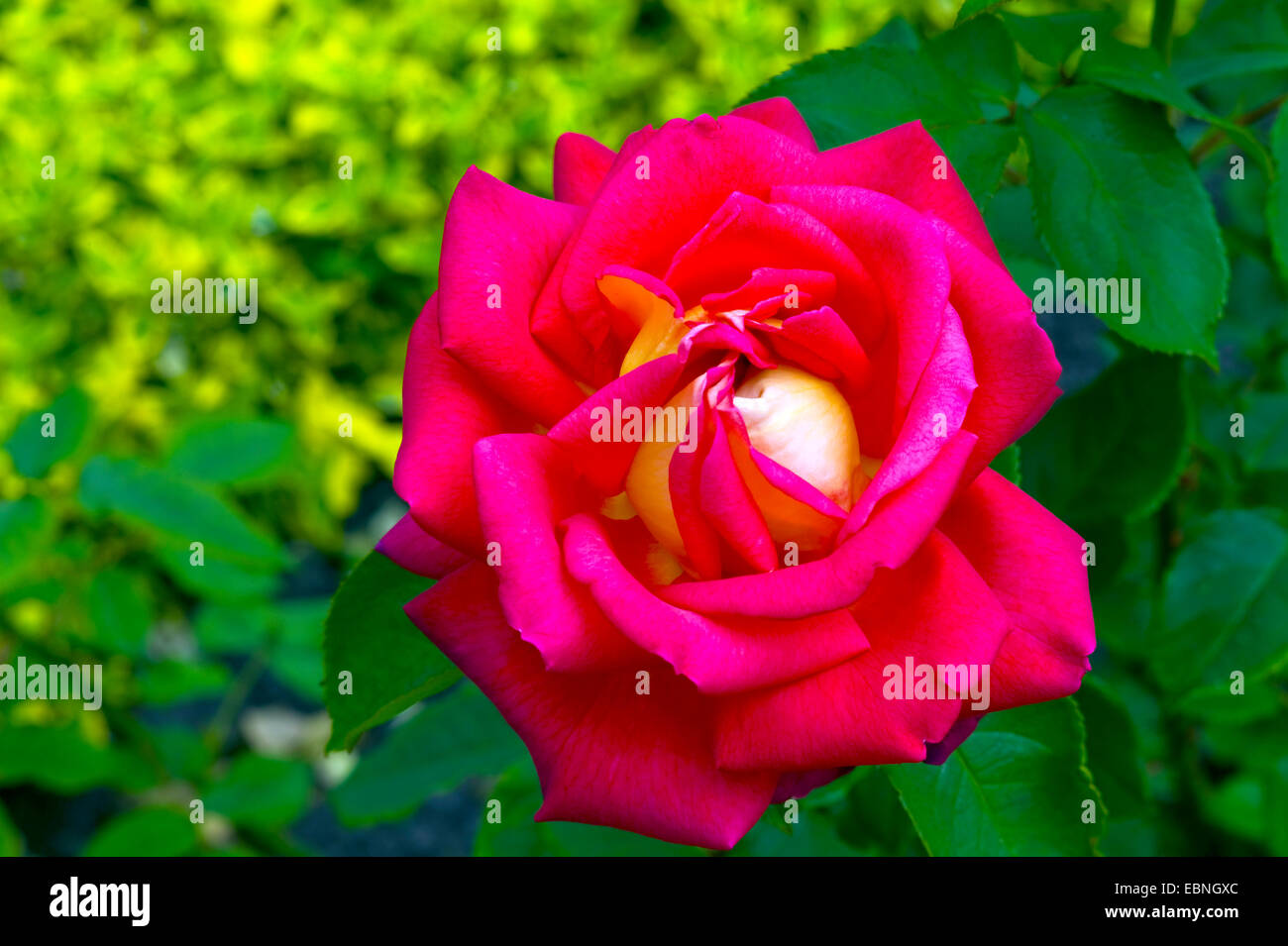 ornamental rose (Rosa 'Rebecca', Rosa Rebecca), cultivar Rebecca, flower Stock Photo