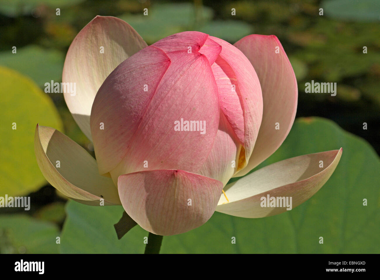 East Indian lotus (Nelumbo nucifera), with closed flower Stock Photo