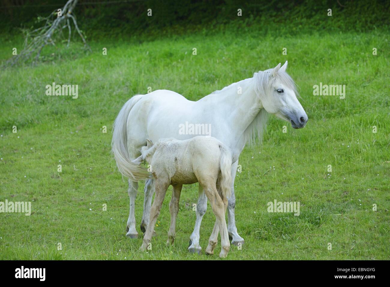 Connemara pony (Equus przewalskii f. caballus), mare with their foal on a big paddock, Germany Stock Photo