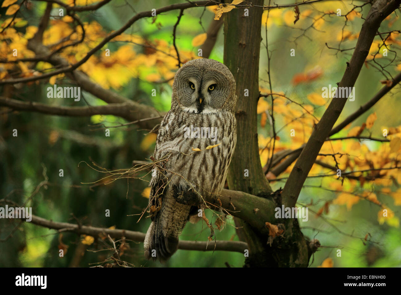 ural owl (Strix uralensis), Germany, Saxony Stock Photo
