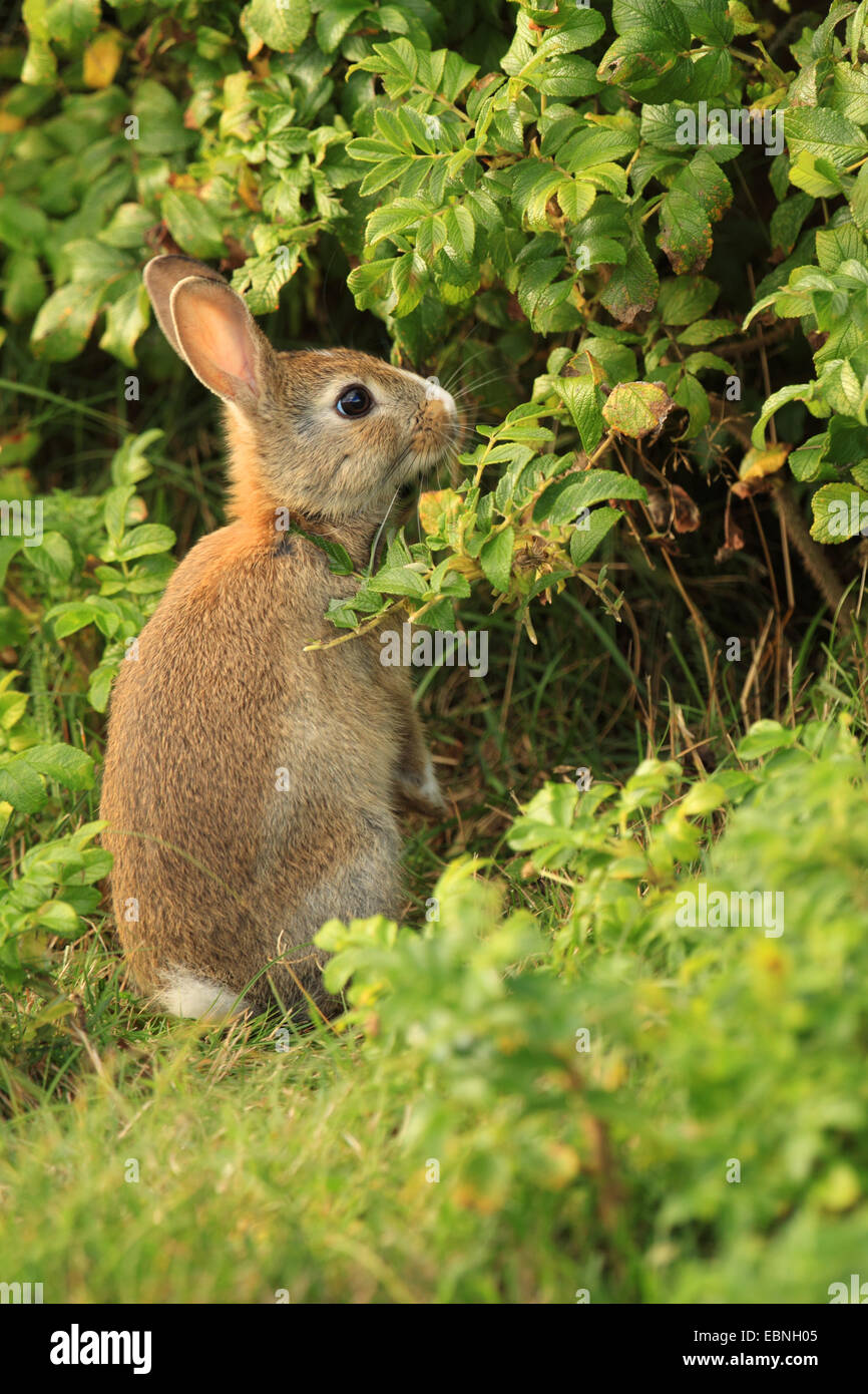 European rabbit (Oryctolagus cuniculus), on the feed, Germany, Schleswig-Holstein, Sylt Stock Photo