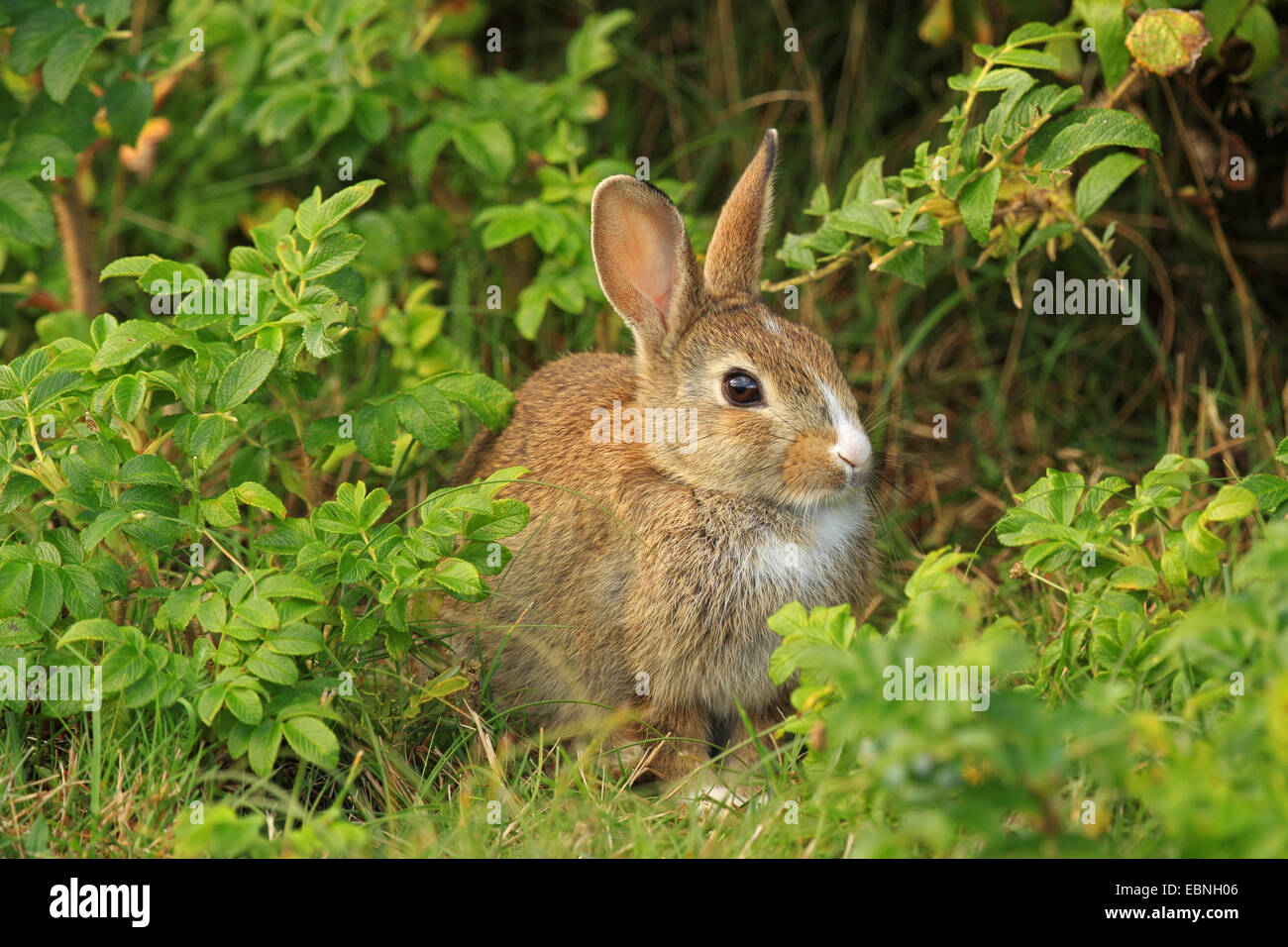 European rabbit (Oryctolagus cuniculus), in front of wild rose, Germany, Schleswig-Holstein, Sylt Stock Photo