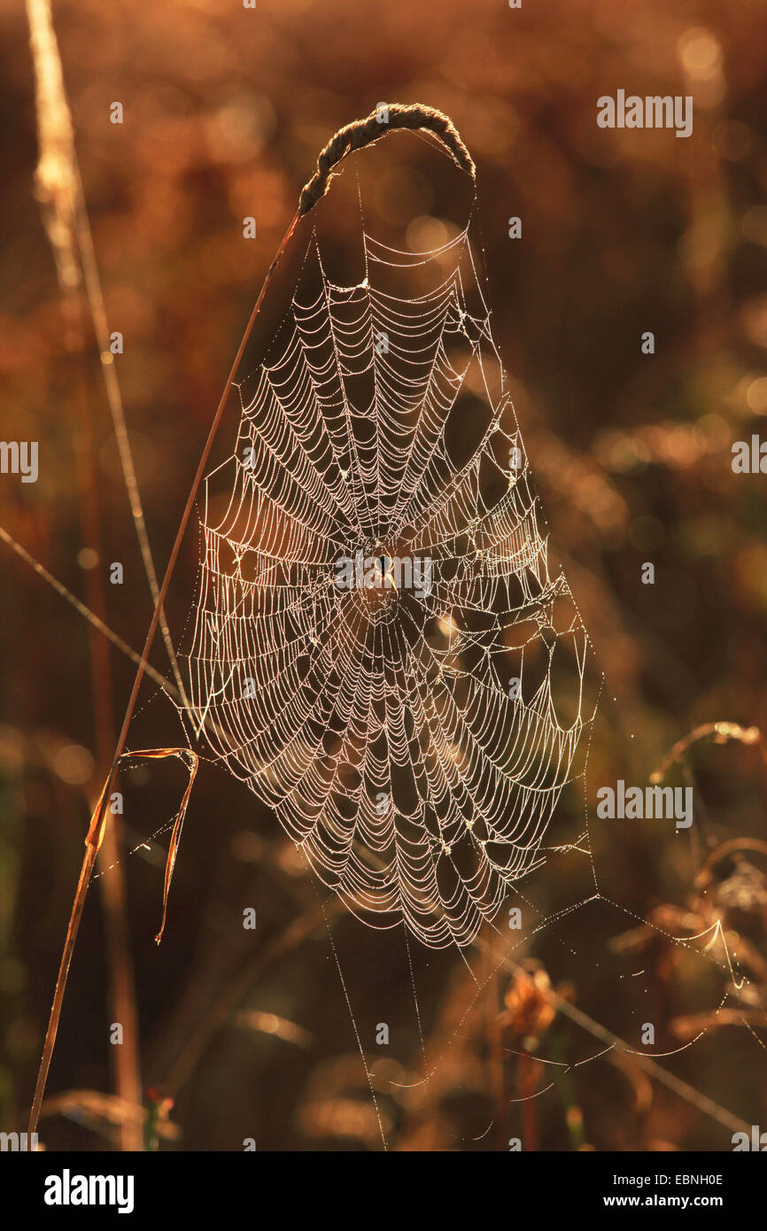 spiderweb with dewdrops, Germany, Mecklenburg-Western Pomerania Stock Photo